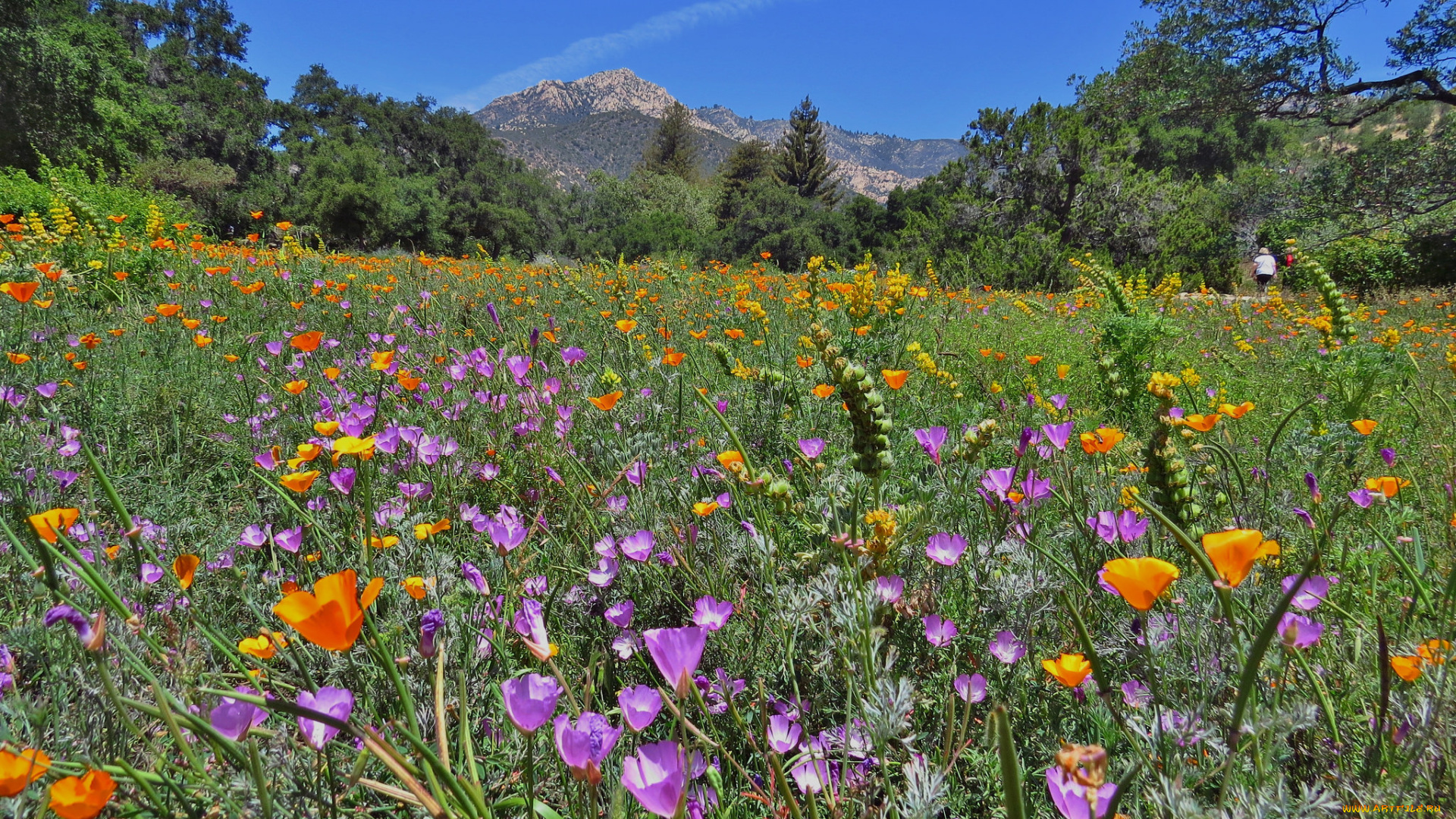 природа, луга, разнотравье