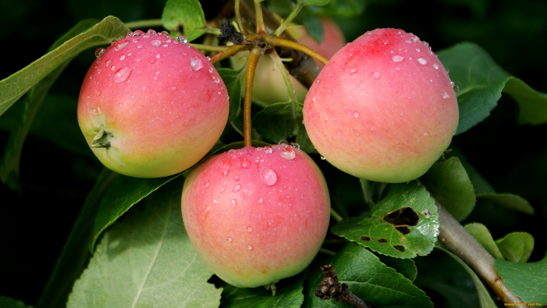 природа, плоды, яблоки, капли, ветки, листья
