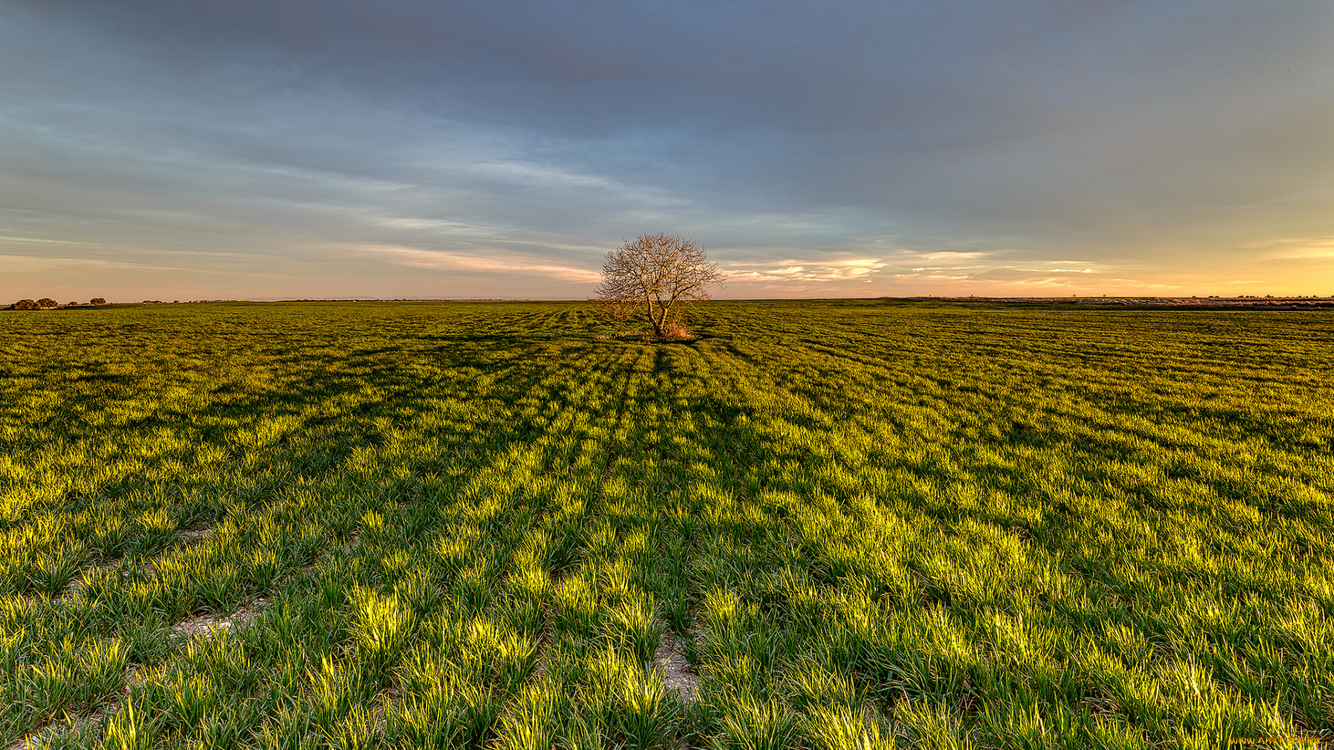 природа, поля, дерево, трава, поле