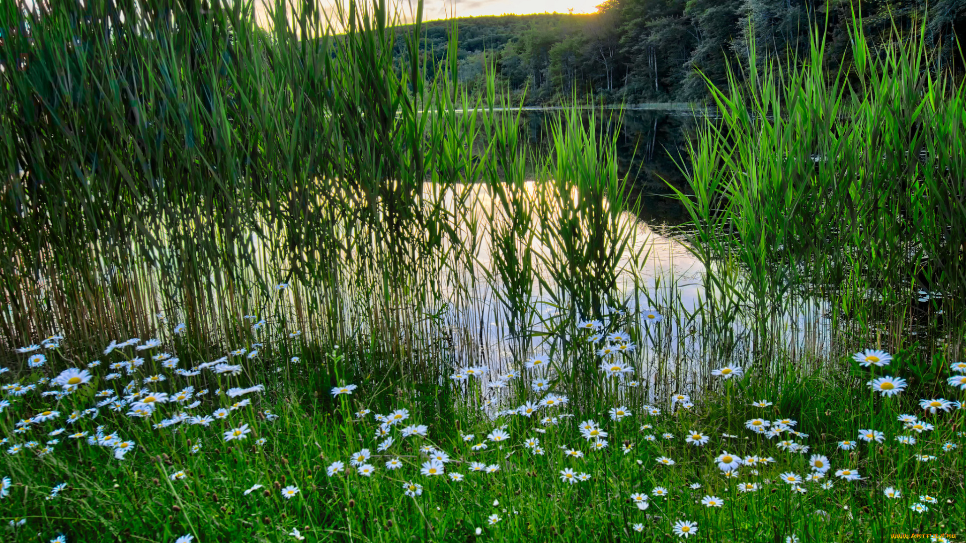 природа, реки, озера, лес, река