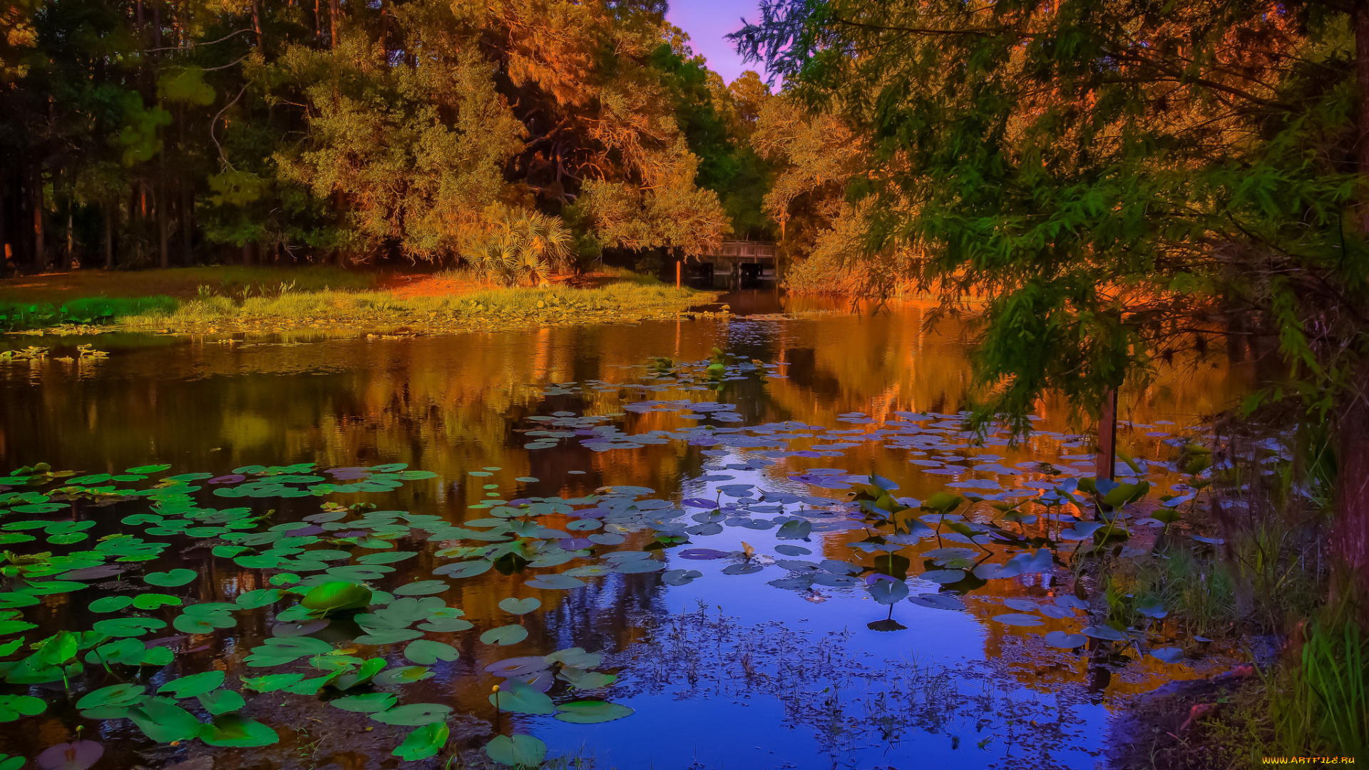 природа, реки, озера, лес, река