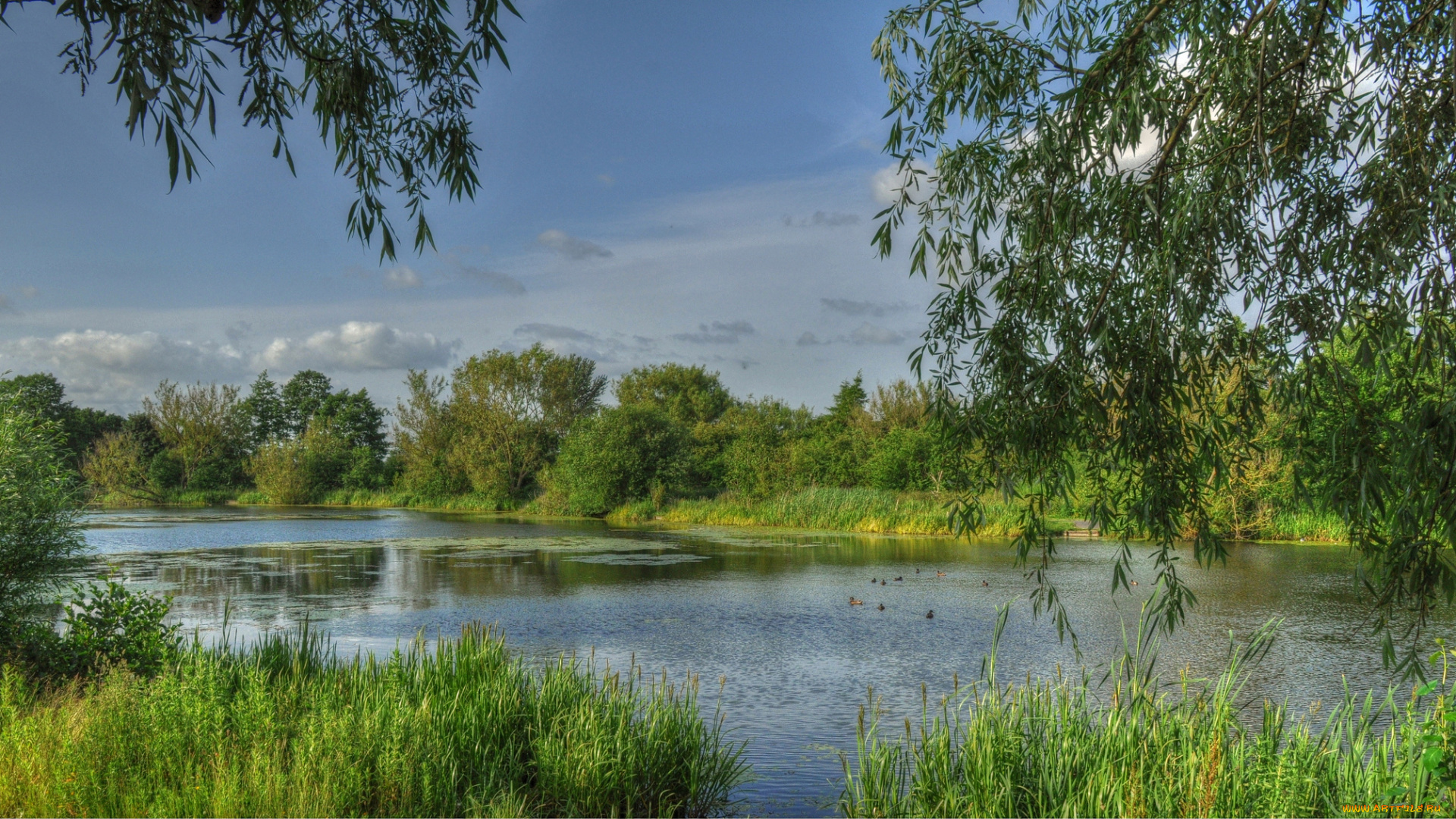 природа, реки, озера, лес, река