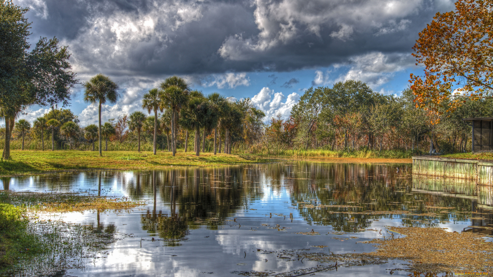 природа, реки, озера, лес, река