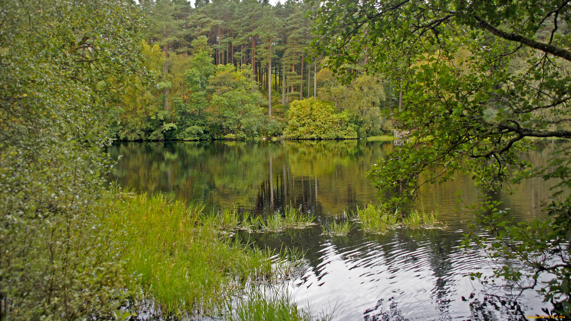 природа, реки, озера, лес, река