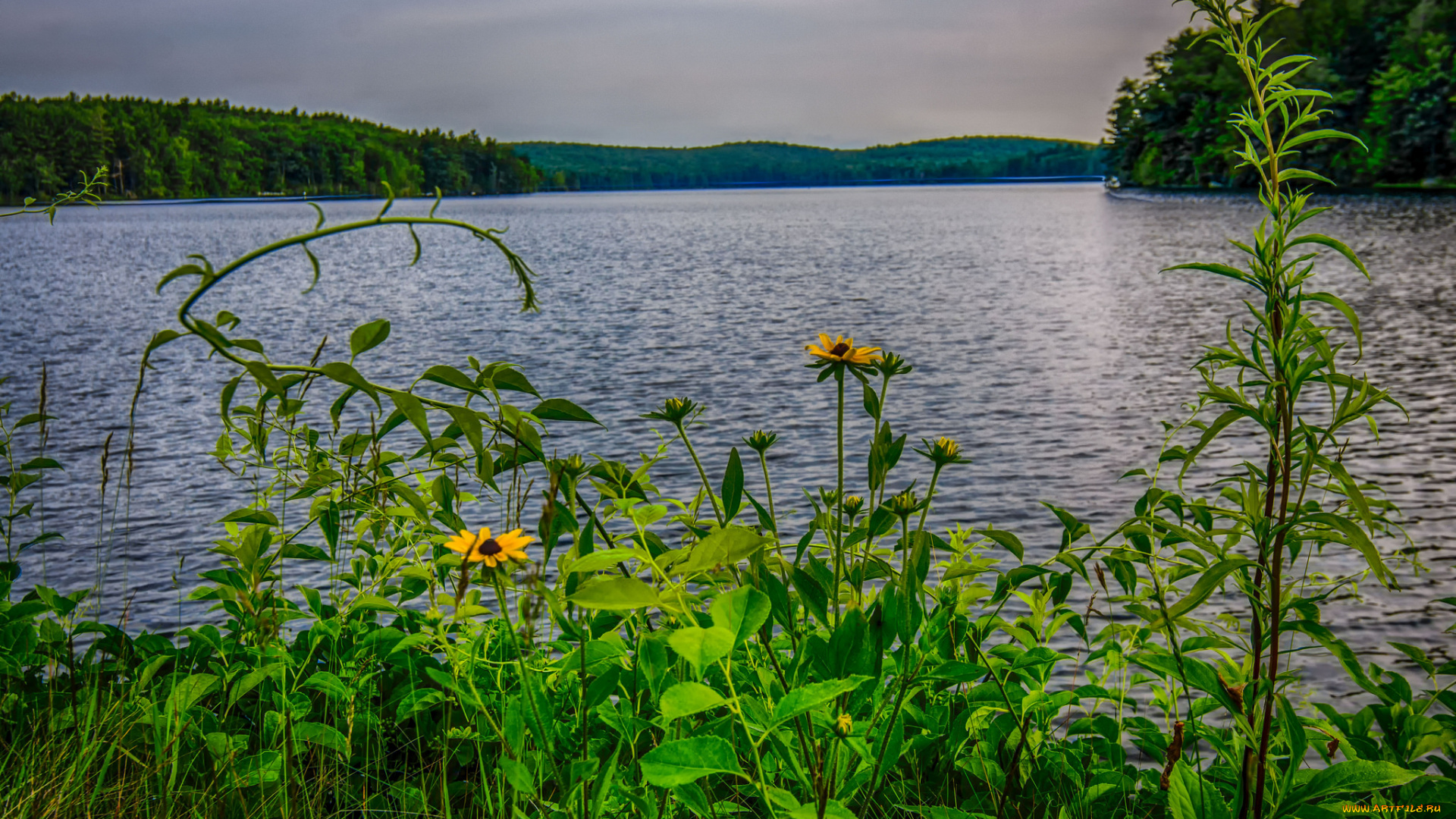 природа, реки, озера, река, лес