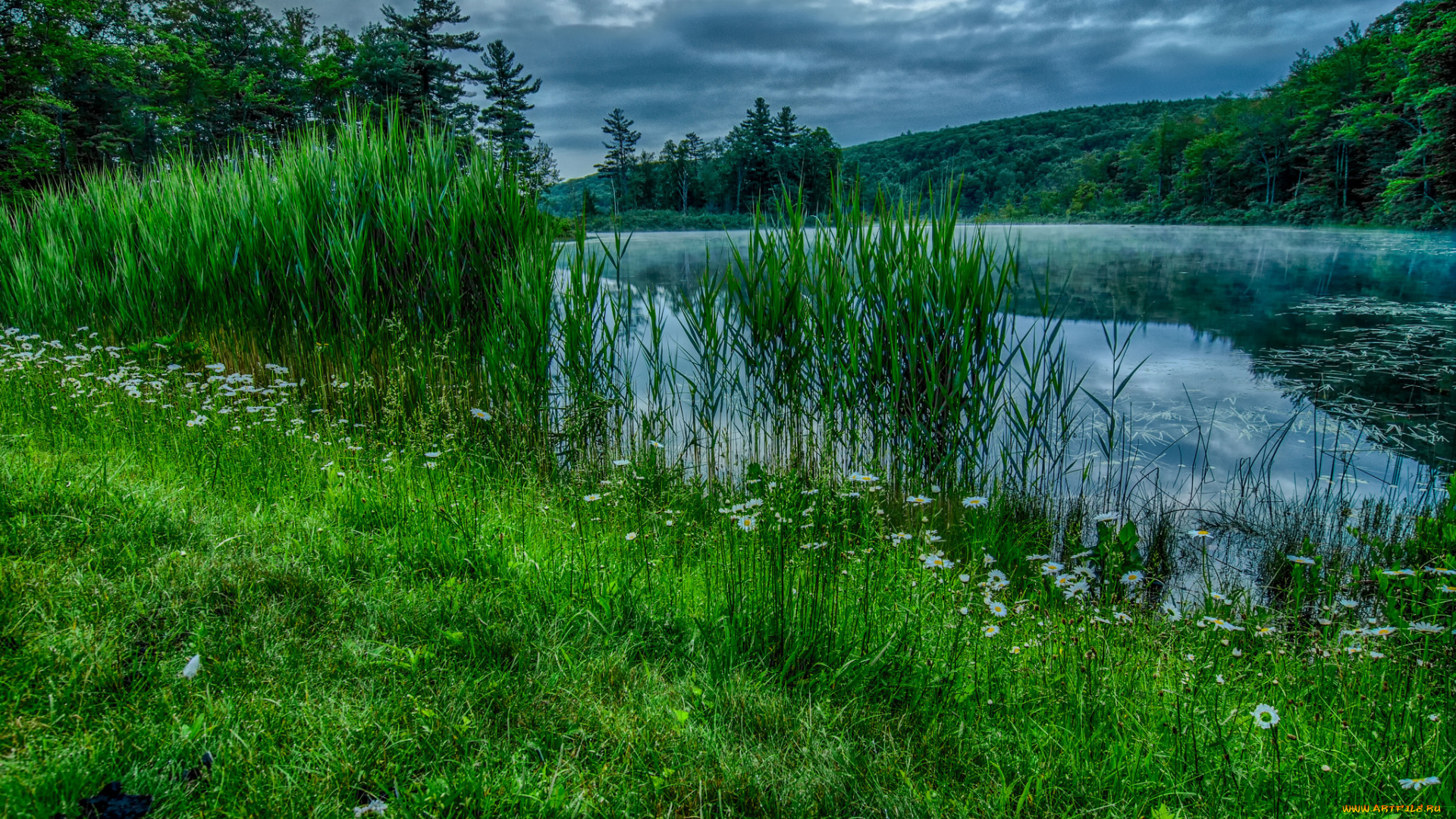 природа, реки, озера, река, лес