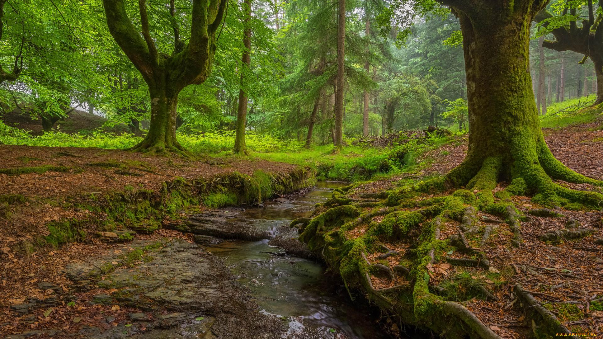 природа, реки, озера, ручей, лес