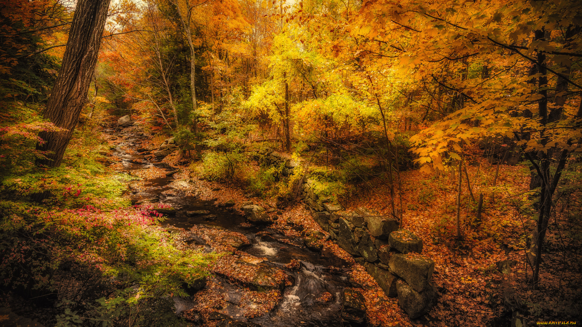 природа, реки, озера, ручей, лес, осень