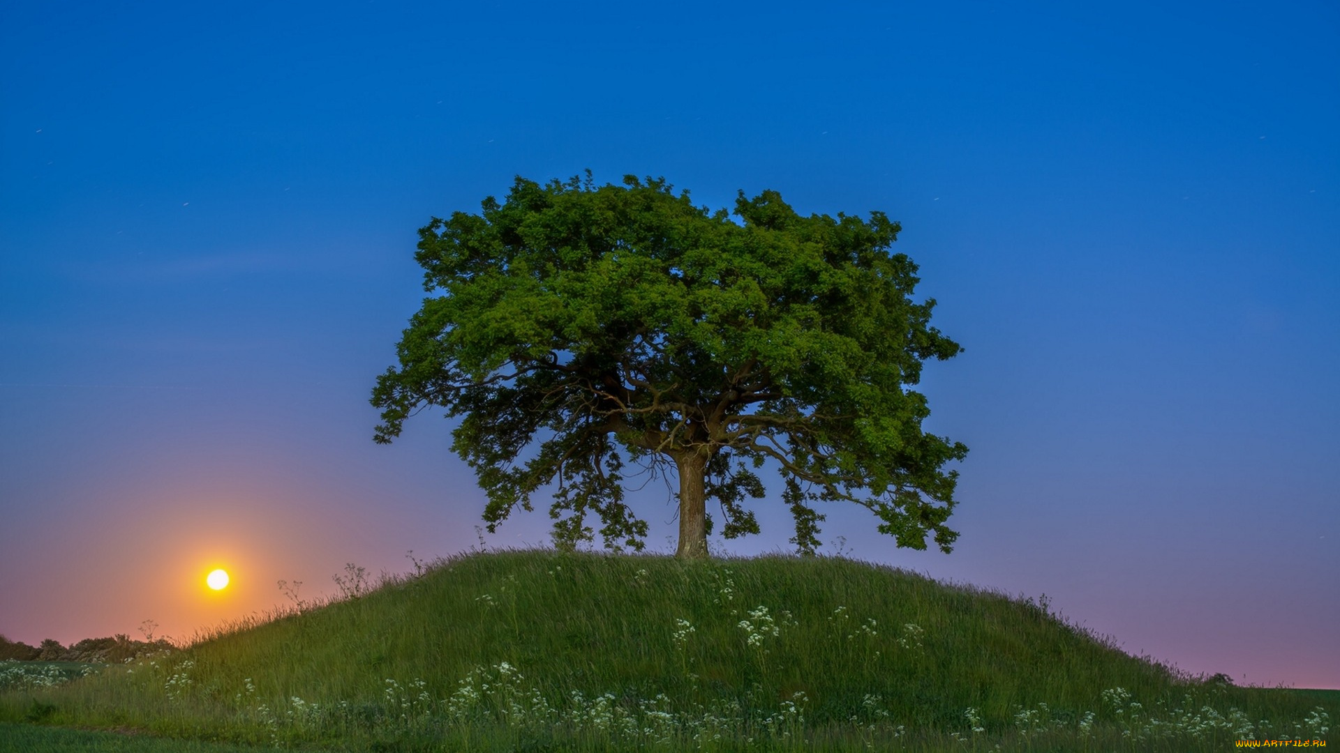 природа, восходы, закаты, дерево, закат, швеция, сконе, sweden, холм