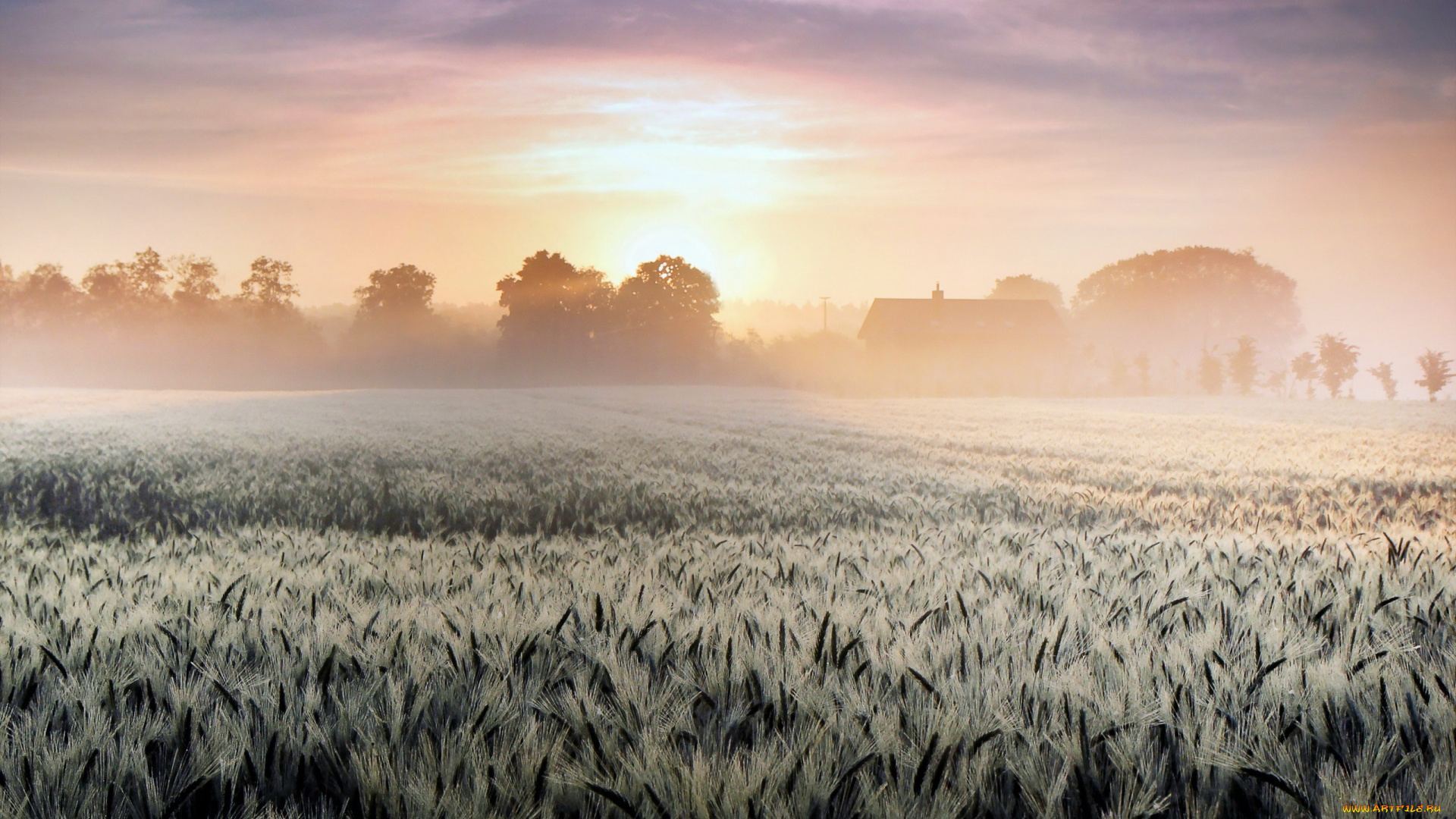 природа, восходы, закаты, поле, туман, утро