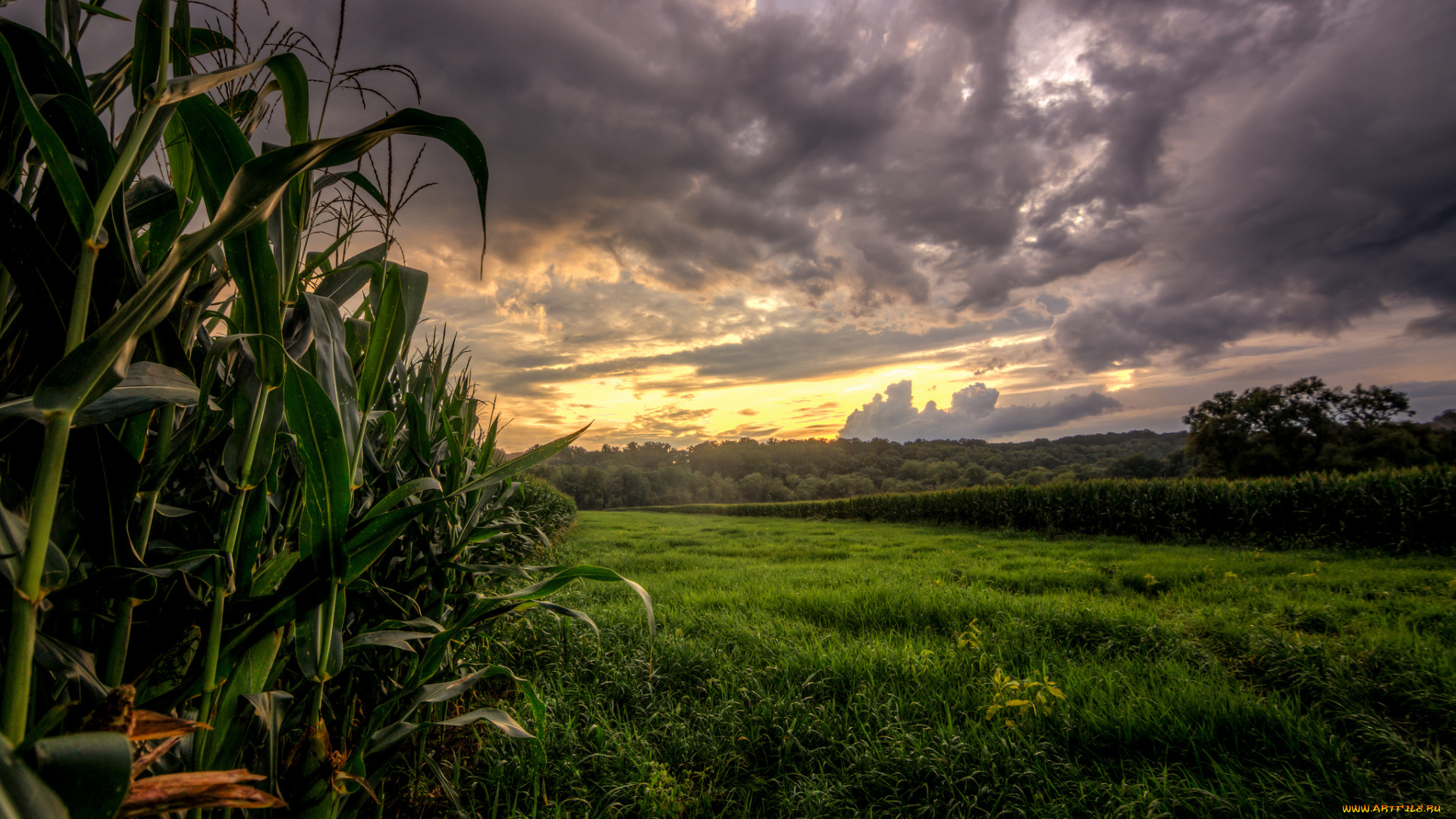 природа, восходы, закаты, тучи, поле, лес