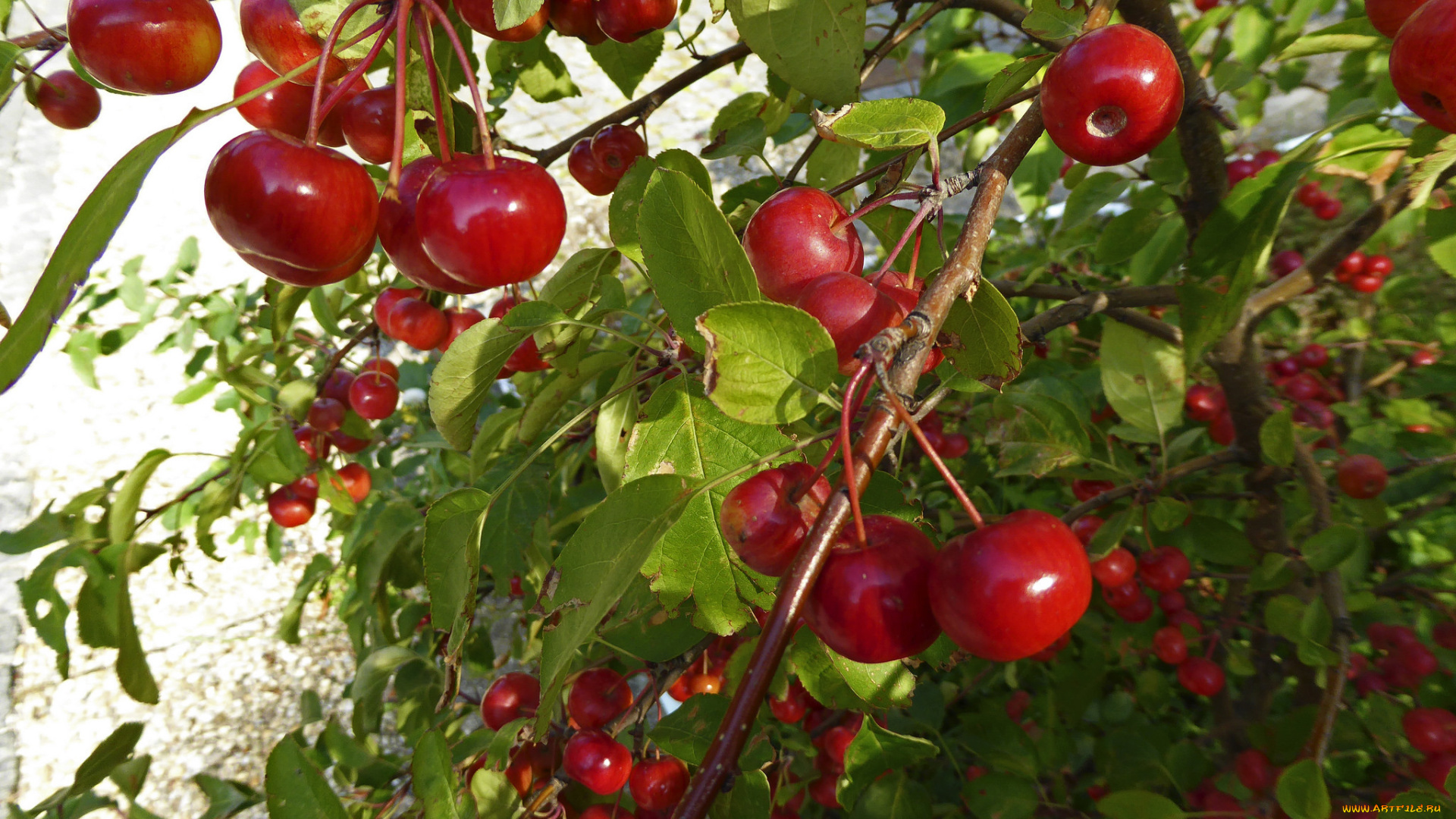 природа, Ягоды, сад, вишня, листья