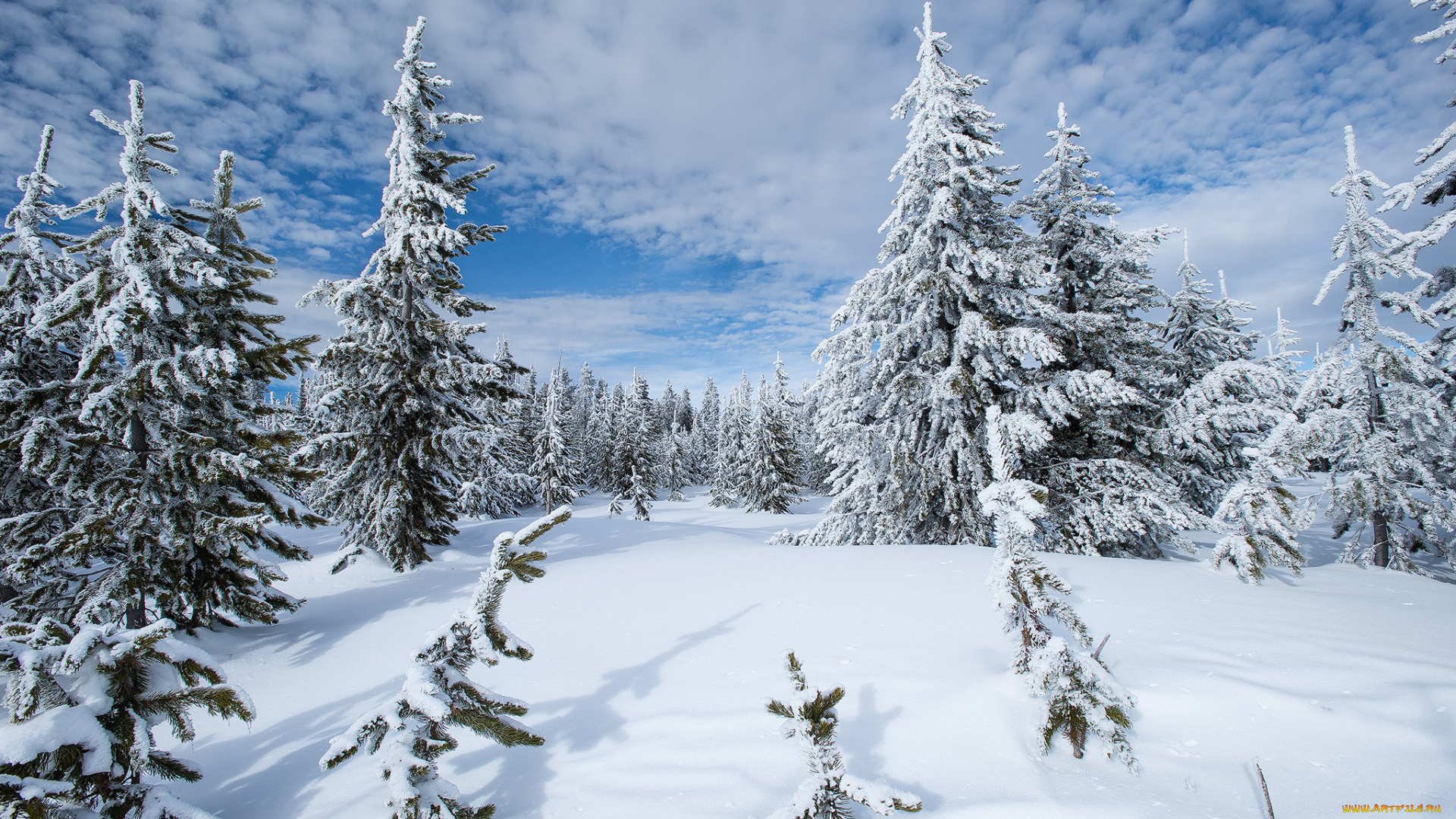 природа, зима, ели, снег