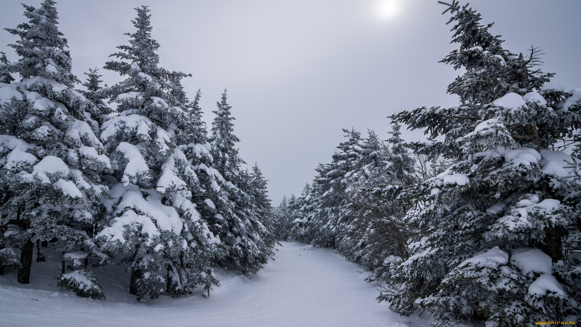 природа, зима, ели, снег