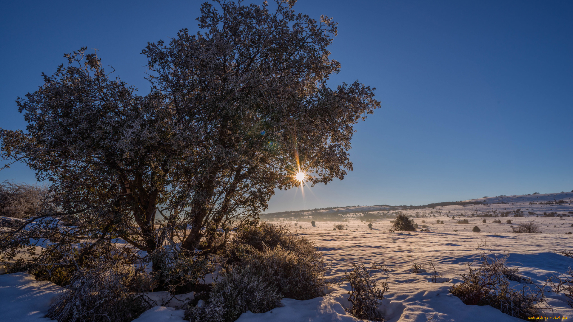 природа, зима, свет, снег, лес, поле