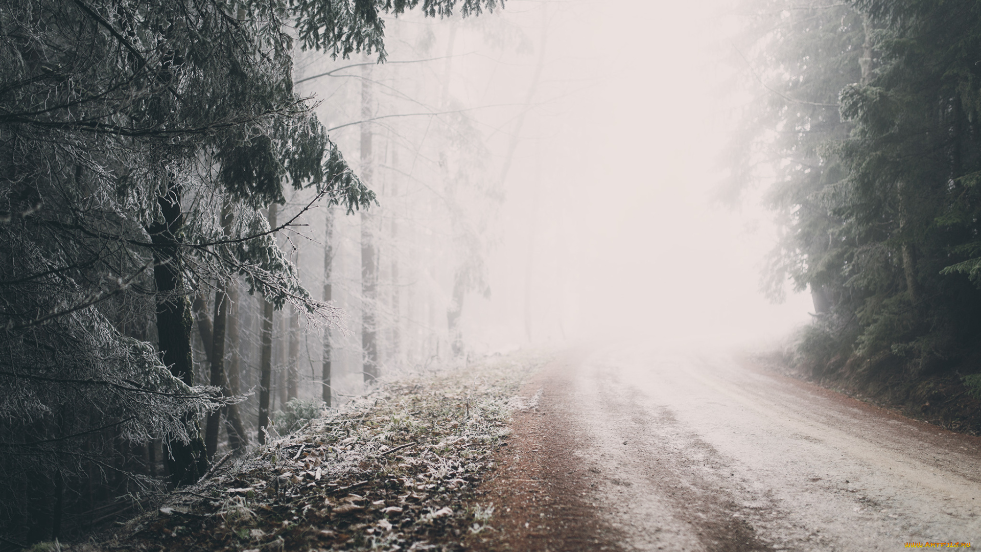 природа, зима, туман, лес, дорога