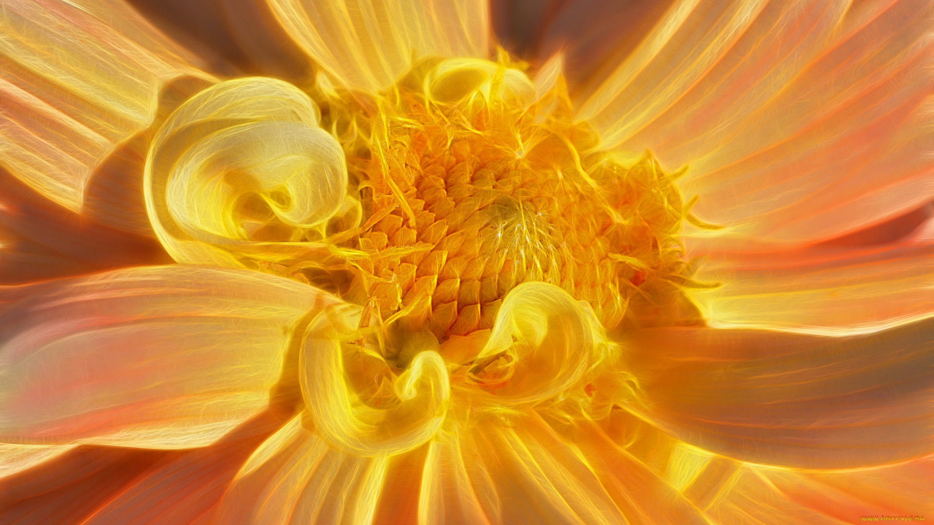 разное, компьютерный, дизайн, георгина