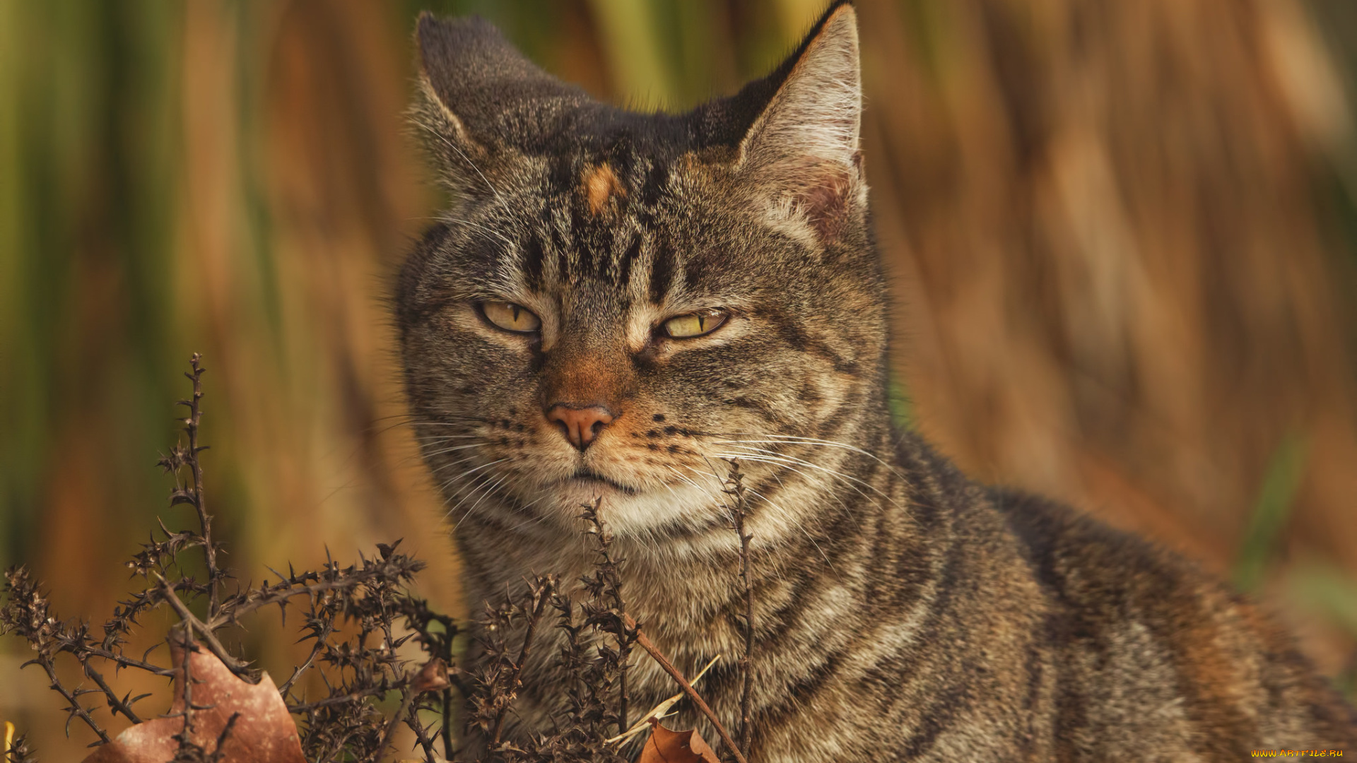 животные, коты, взгляд, хитрюга, кот