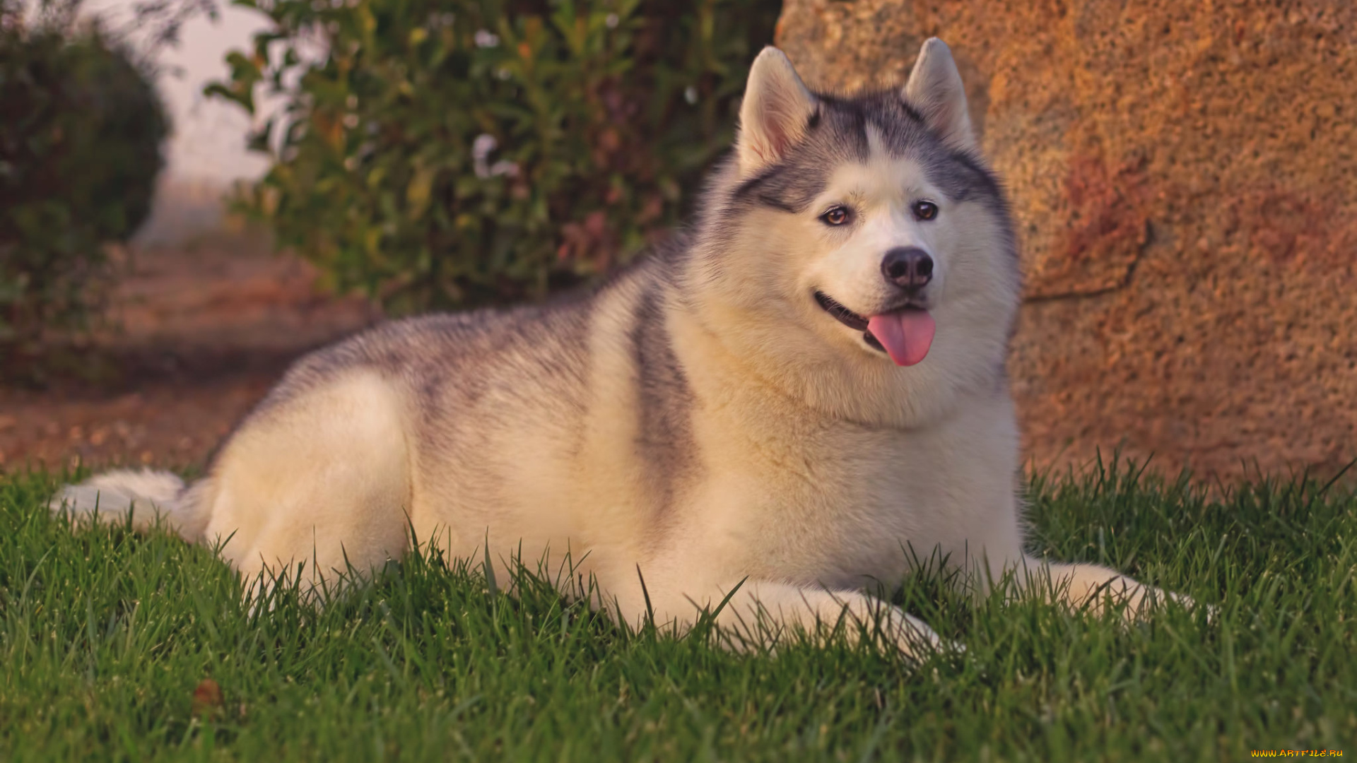 животные, собаки, отдых, хаски, трава, собака