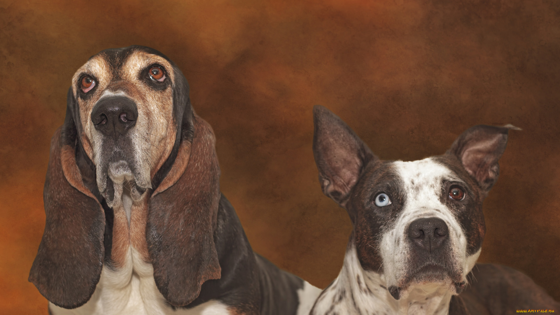 животные, собаки, питбуль, бассет-хаунд