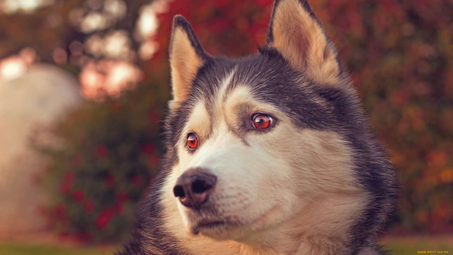 животные, собаки, портрет, хаски, собака, морда