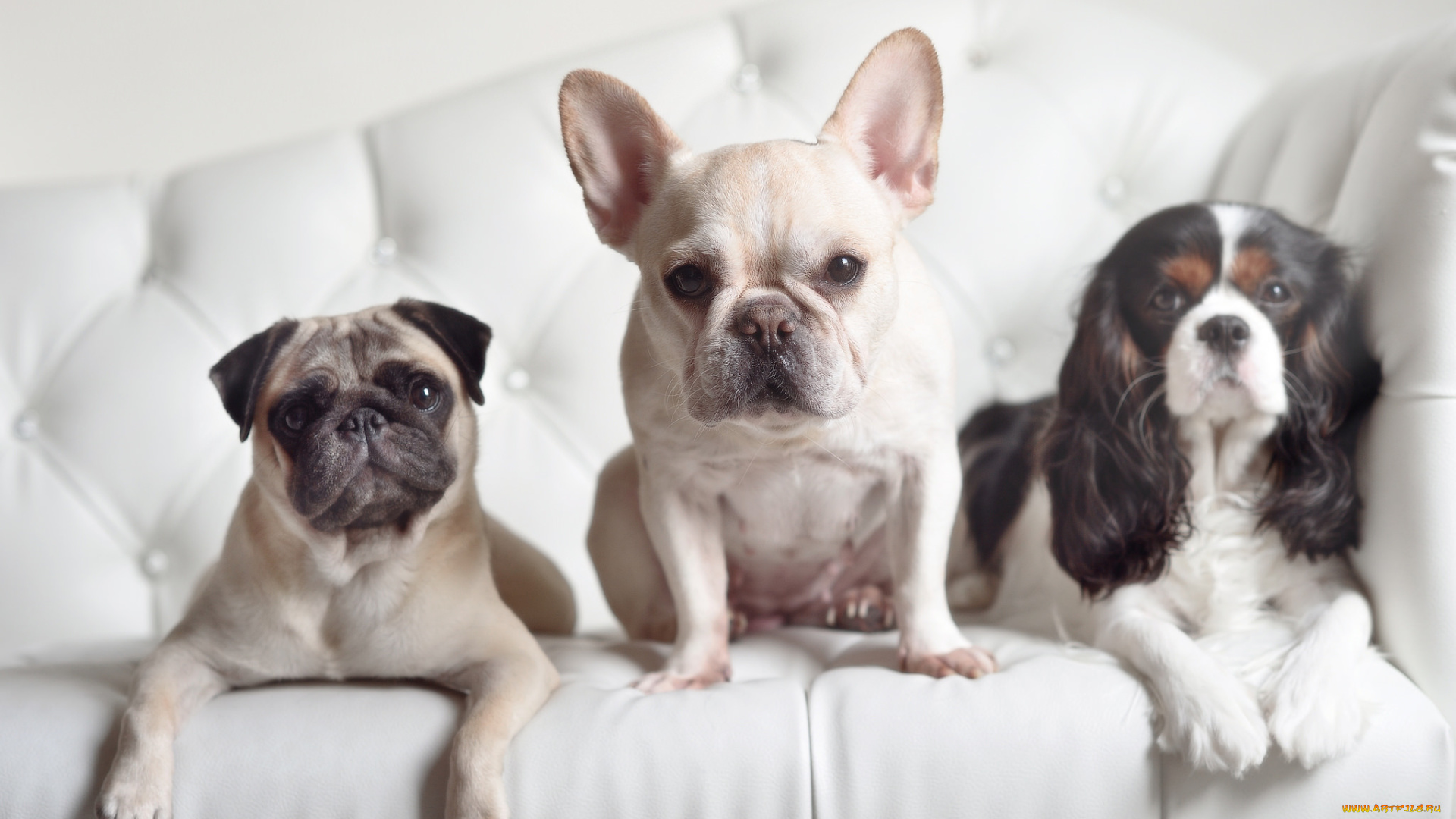 животные, собаки, спаниель, мопс, французский, бульдог, взгляд, трио, троица