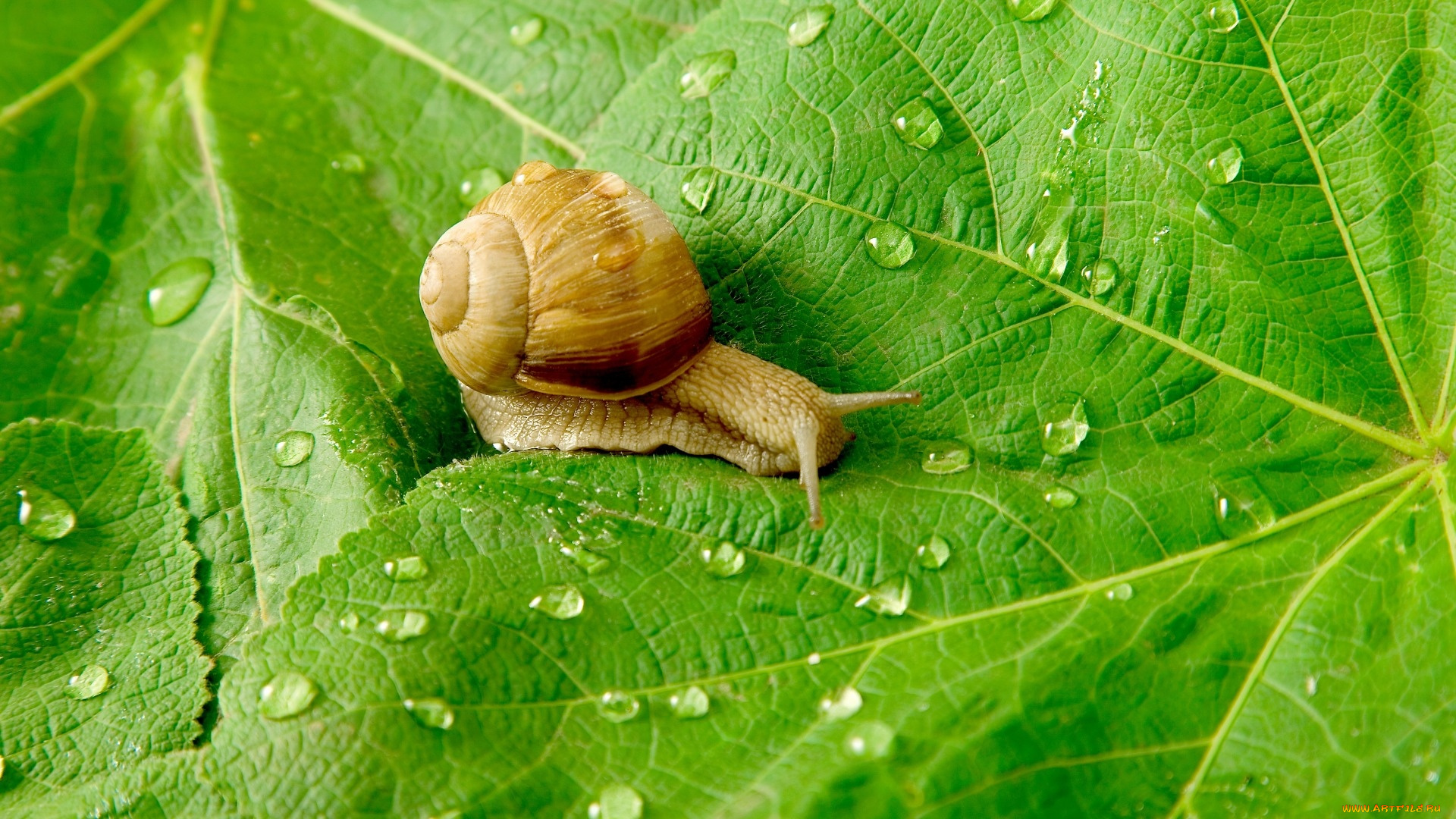 животные, улитки, улитка, лист