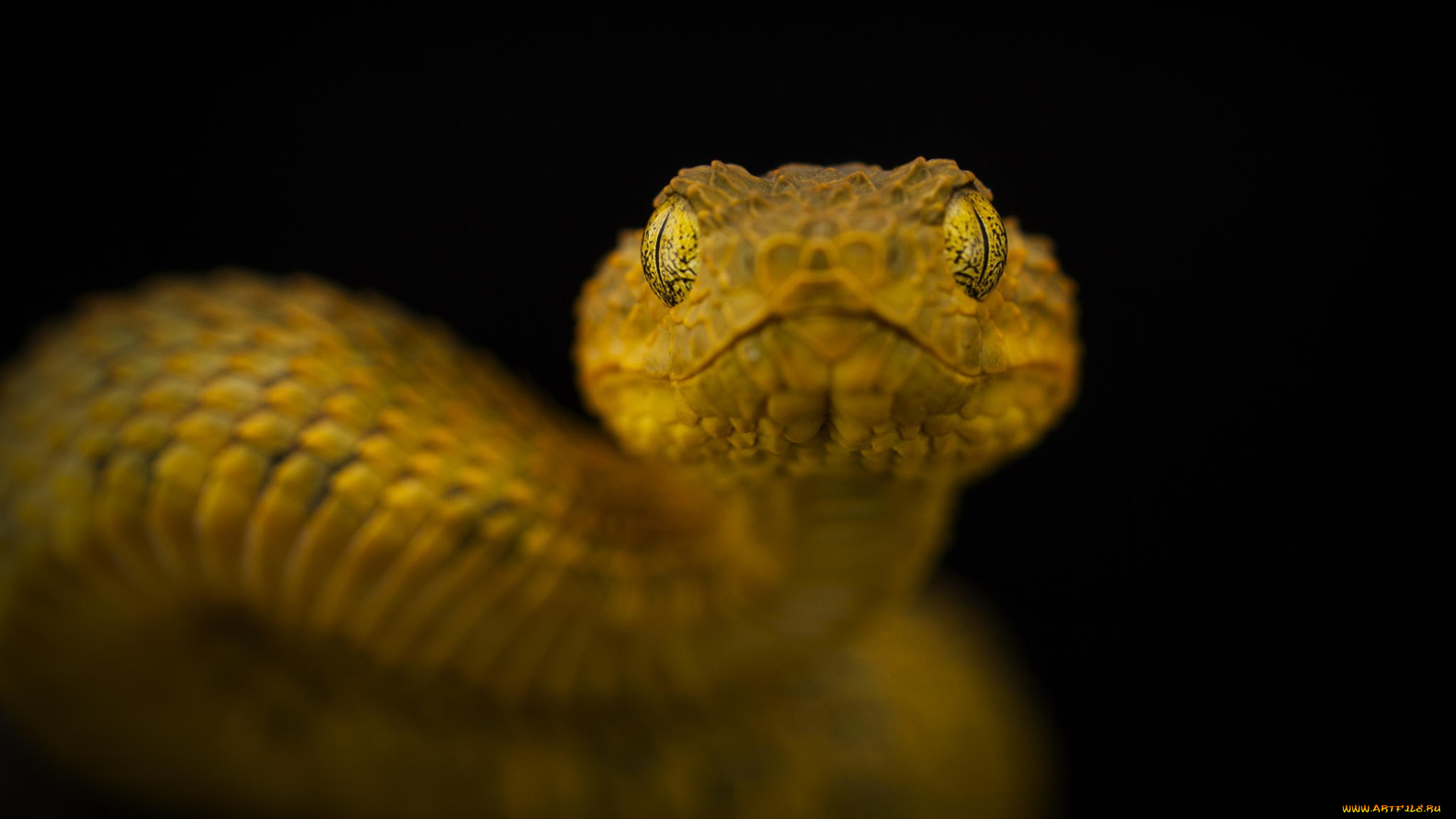 животные, змеи, , питоны, , кобры, взгляд, жёлтая, змея, фон