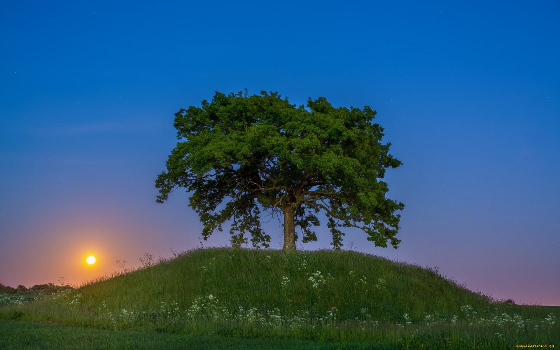 природа, восходы, закаты, дерево, закат, швеция, сконе, sweden, холм