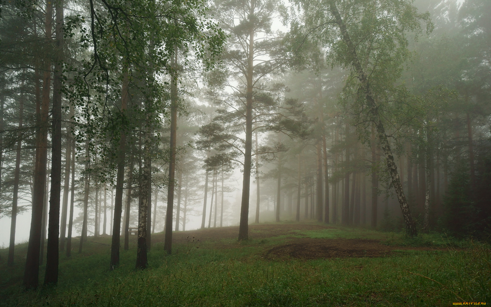 природа, лес, туман