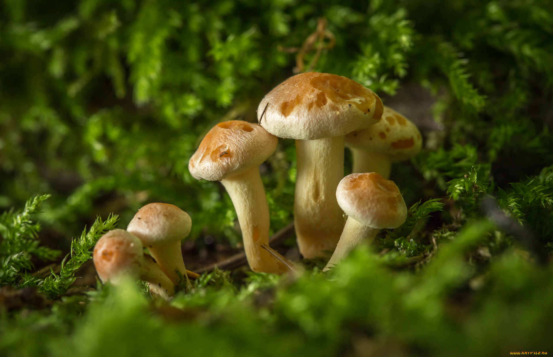 природа, грибы, мох, макро