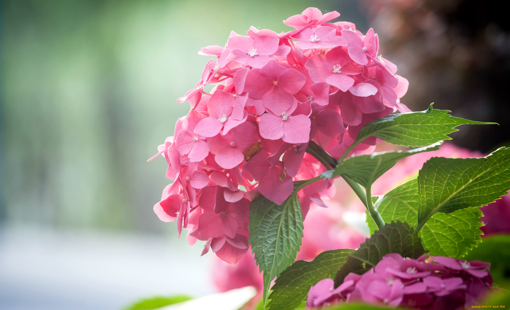 цветы, гортензия, макро, розовый