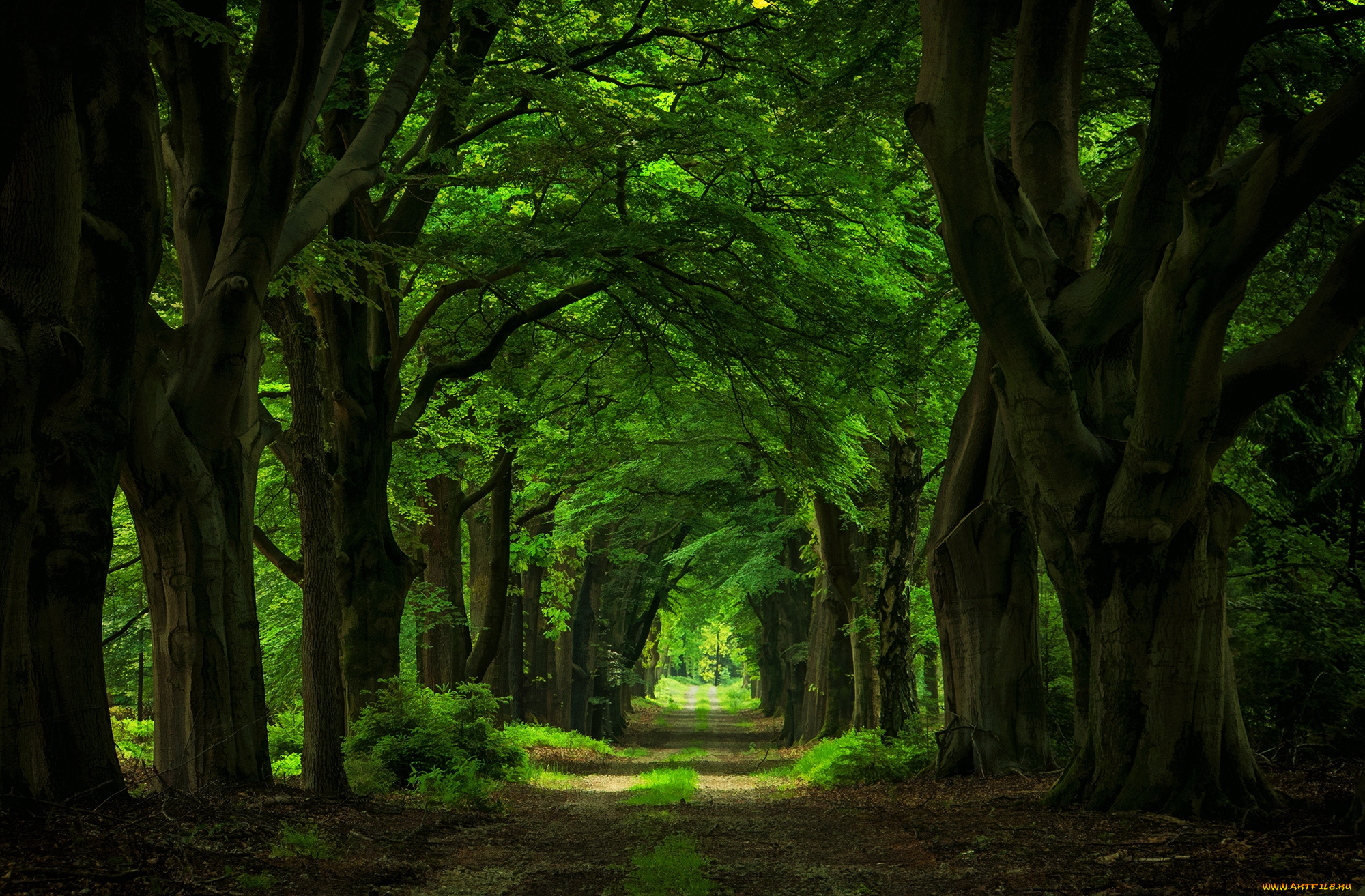 природа, дороги, дорожка, деревья, аллея