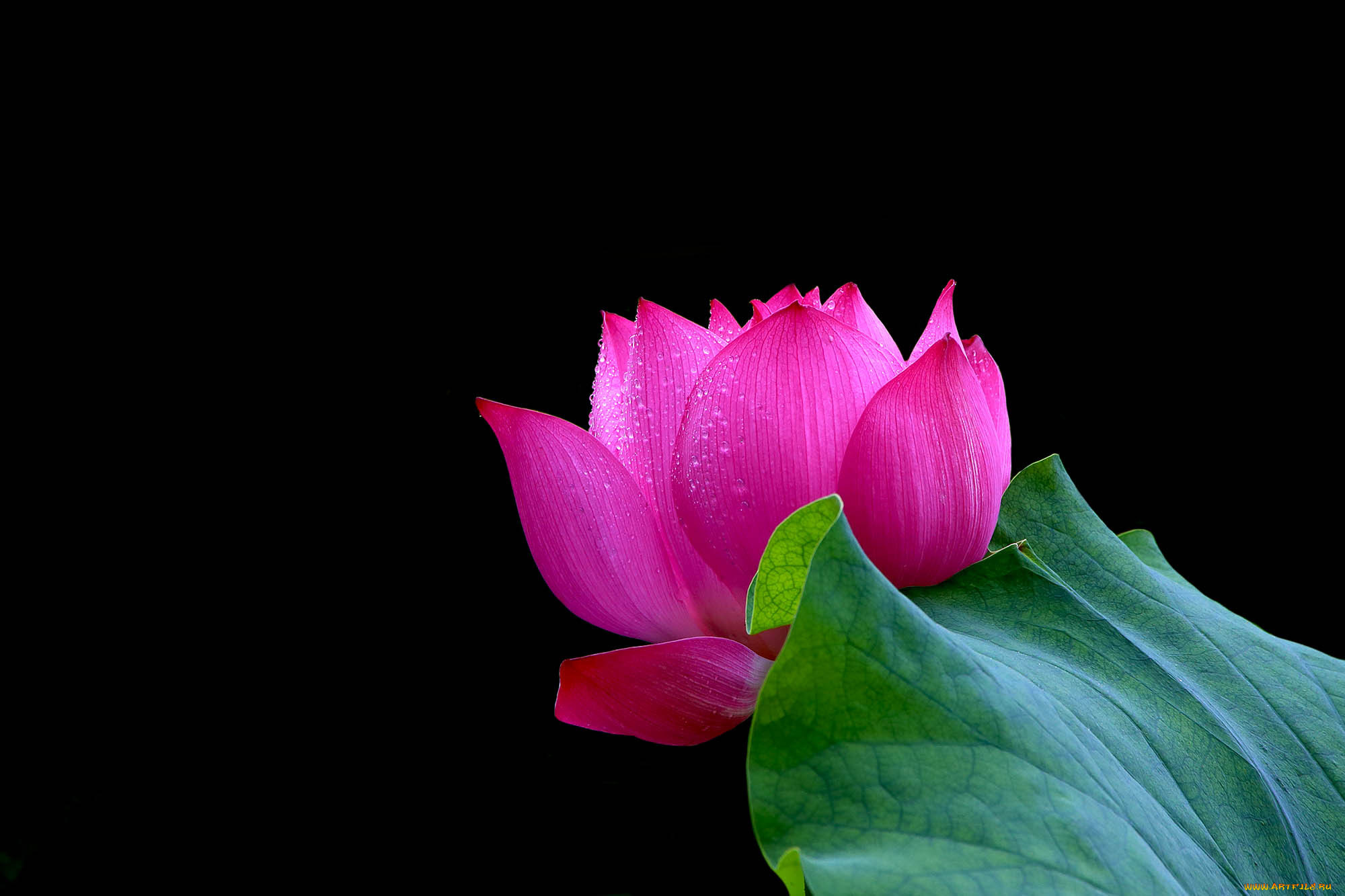 цветы, лотосы, фон, лепестки, бутон