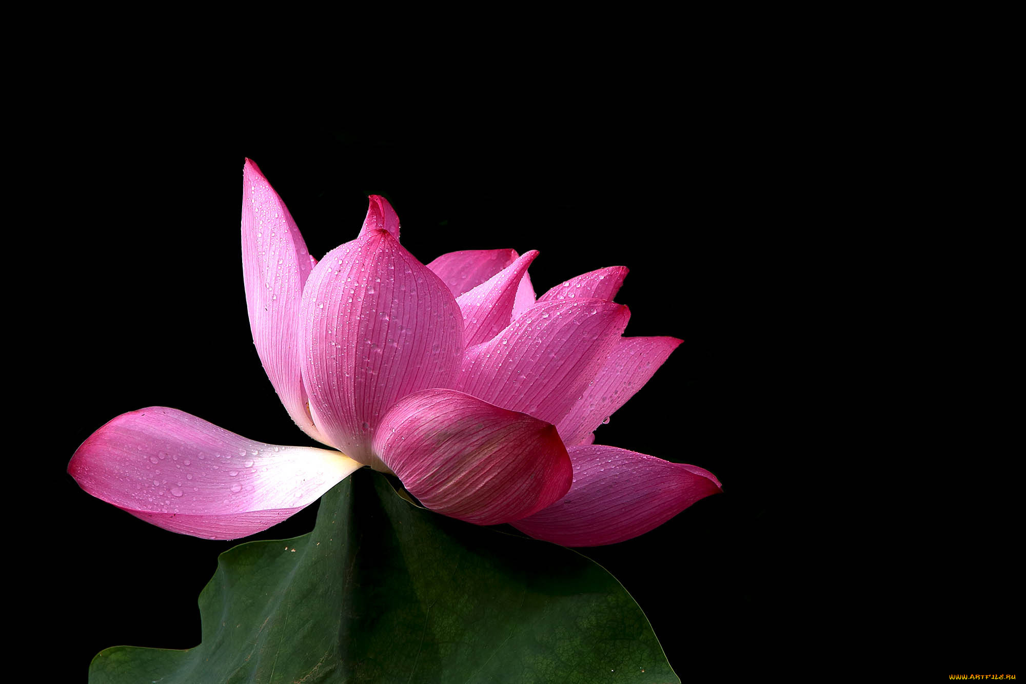 цветы, лотосы, лепестки, бутон, фон