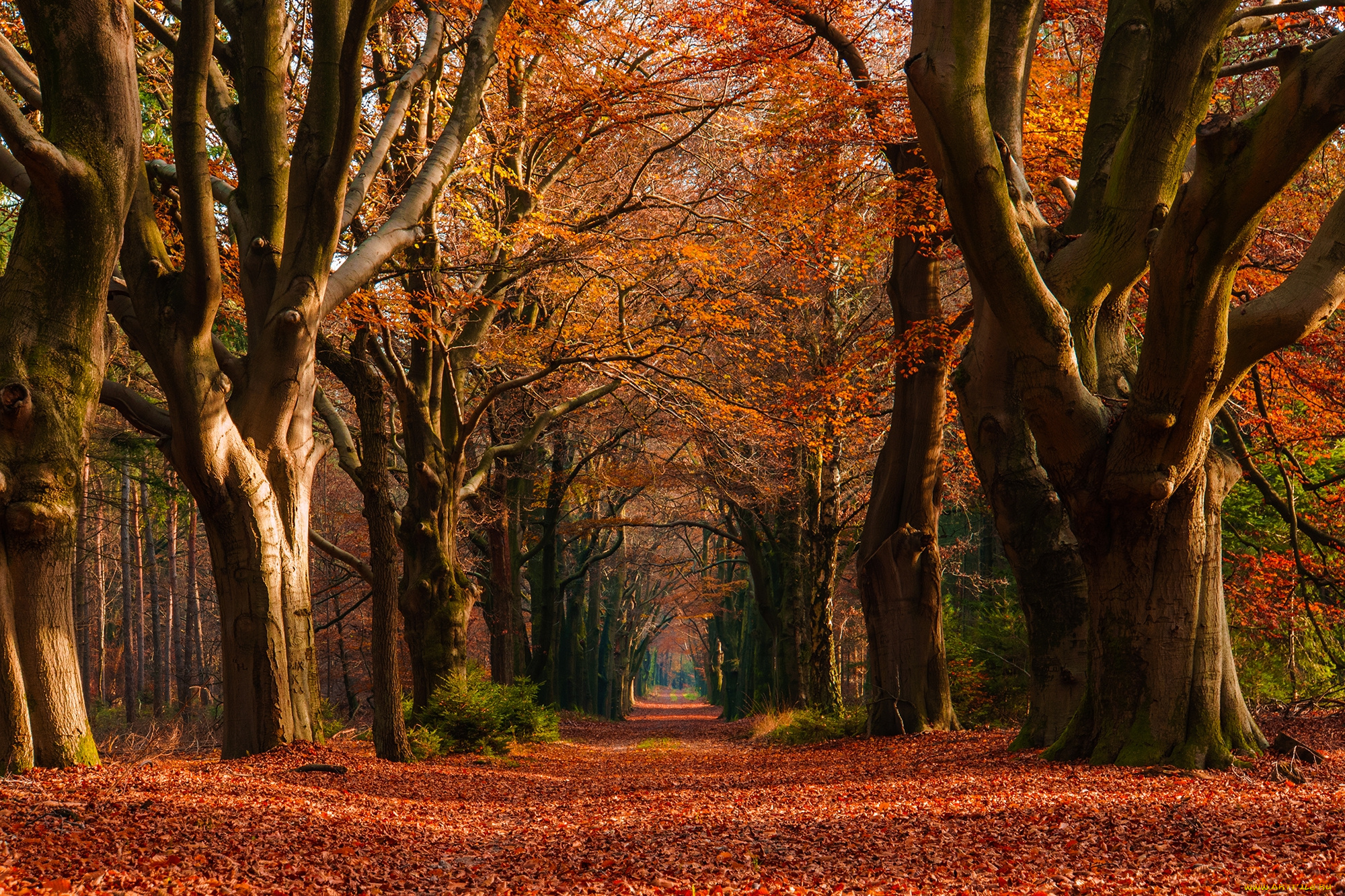 природа, дороги, дорожка, деревья, аллея