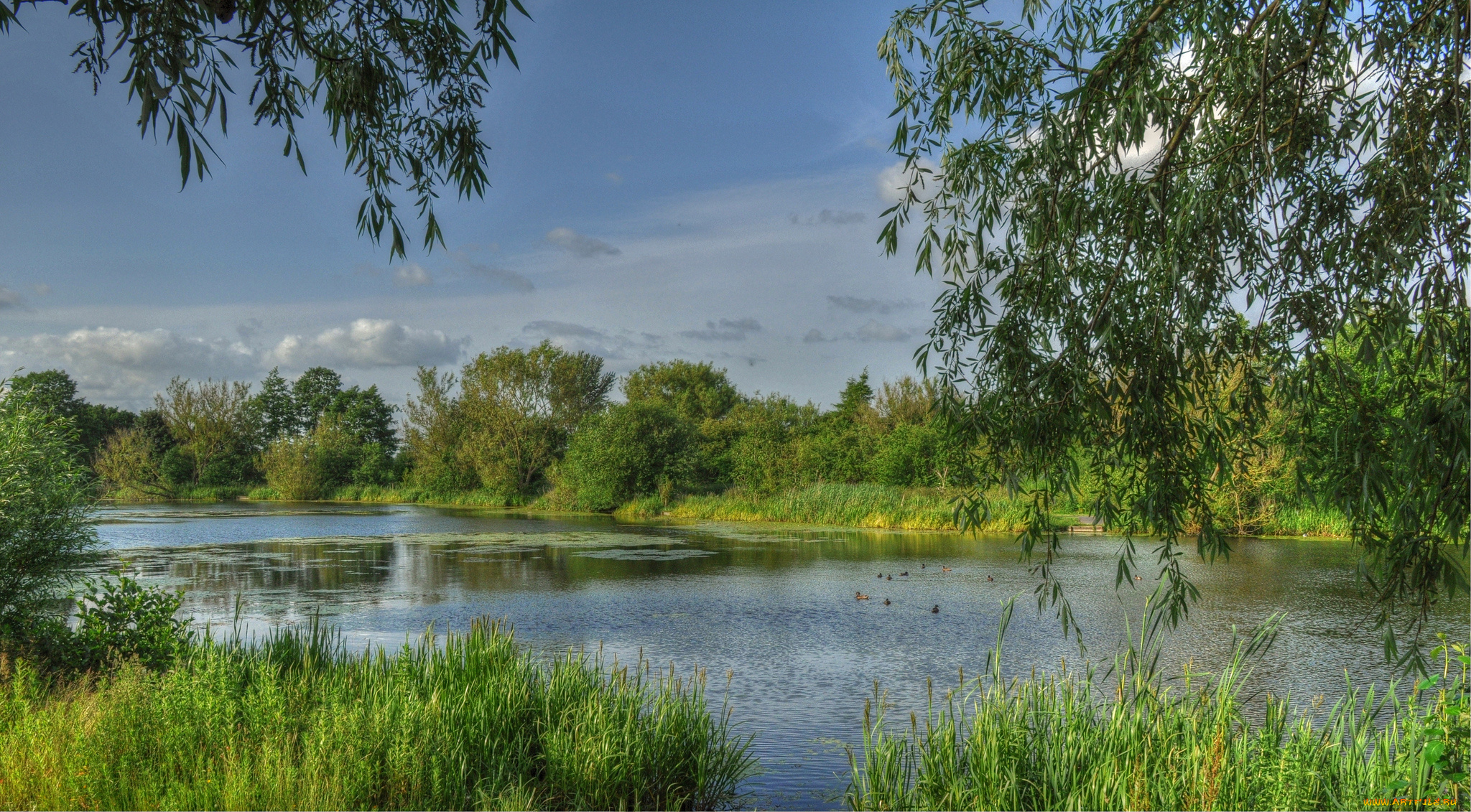 природа, реки, озера, лес, река