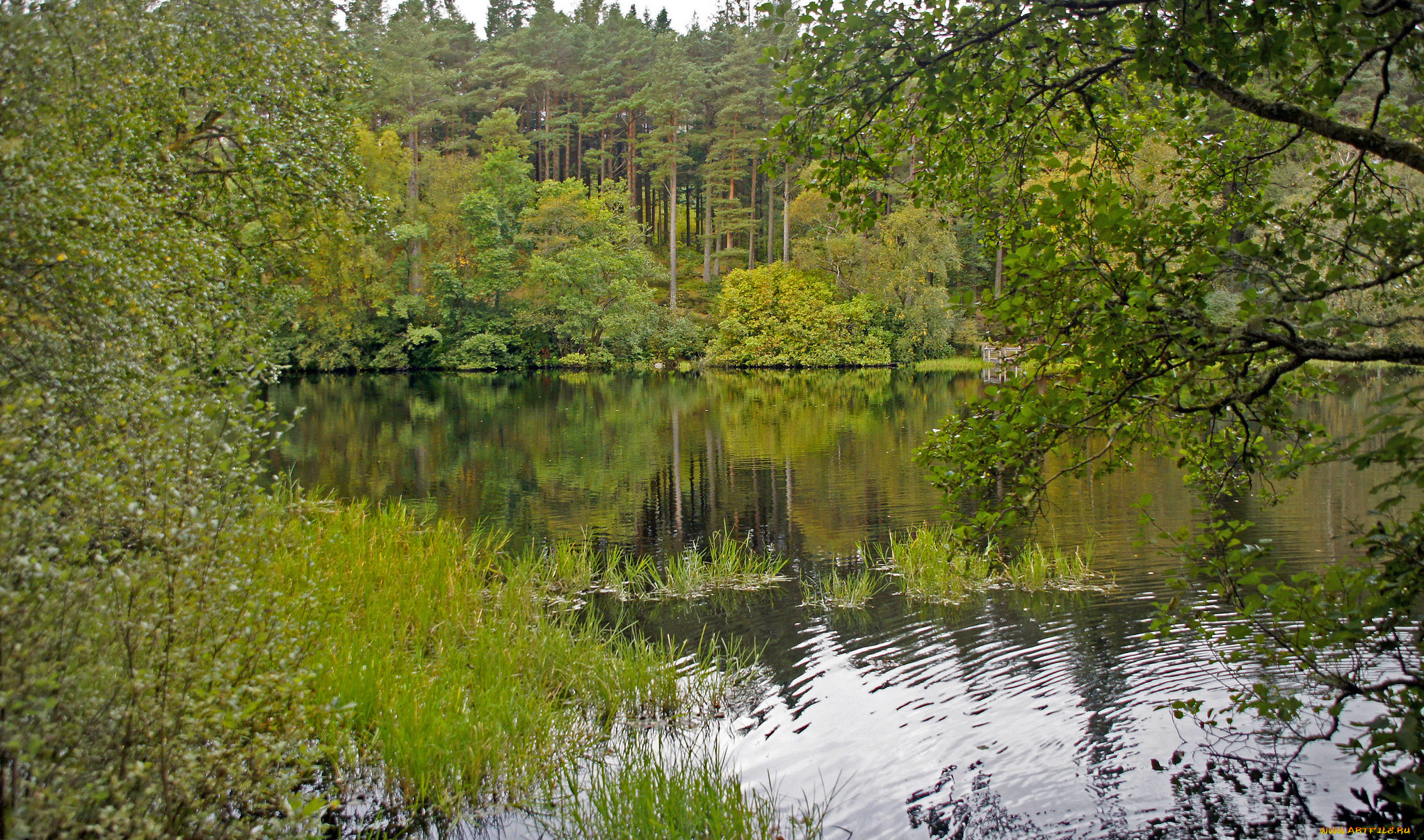 природа, реки, озера, лес, река