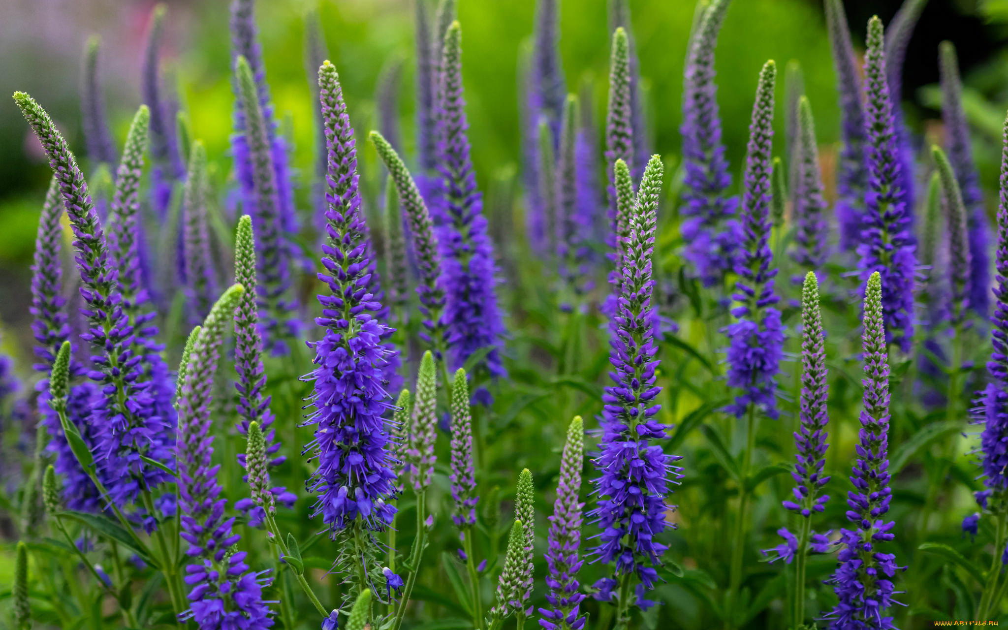 цветы, немофилы, , вероники, вероника, колосковая, луг