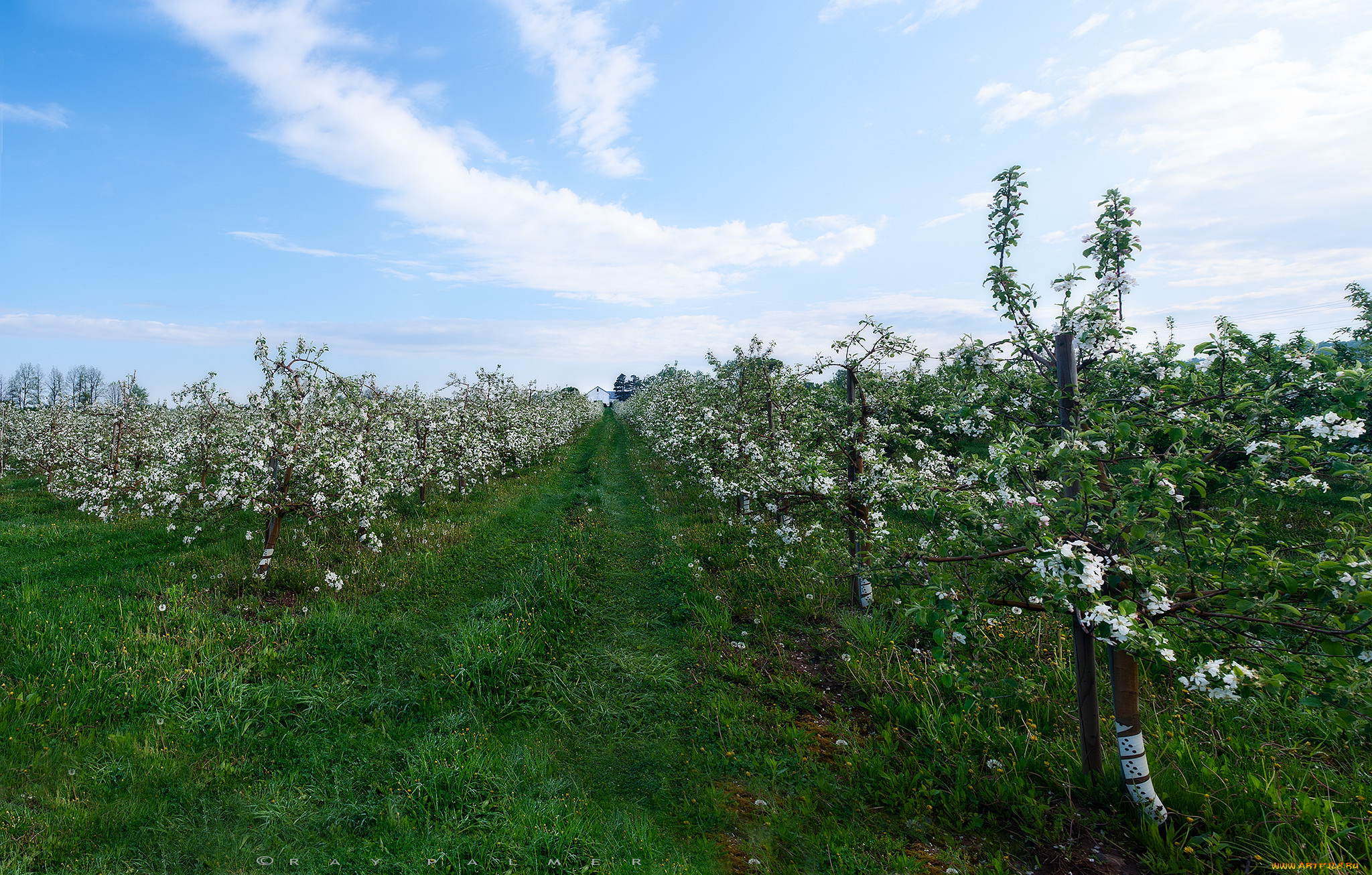 природа, деревья, сад