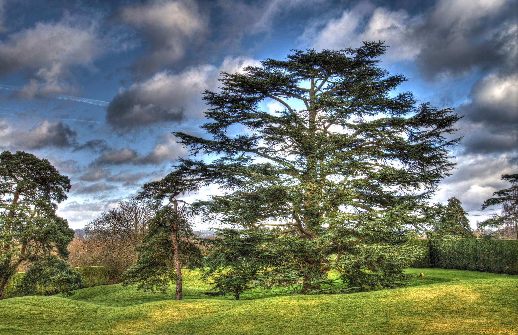 природа, деревья, сосна, поляна