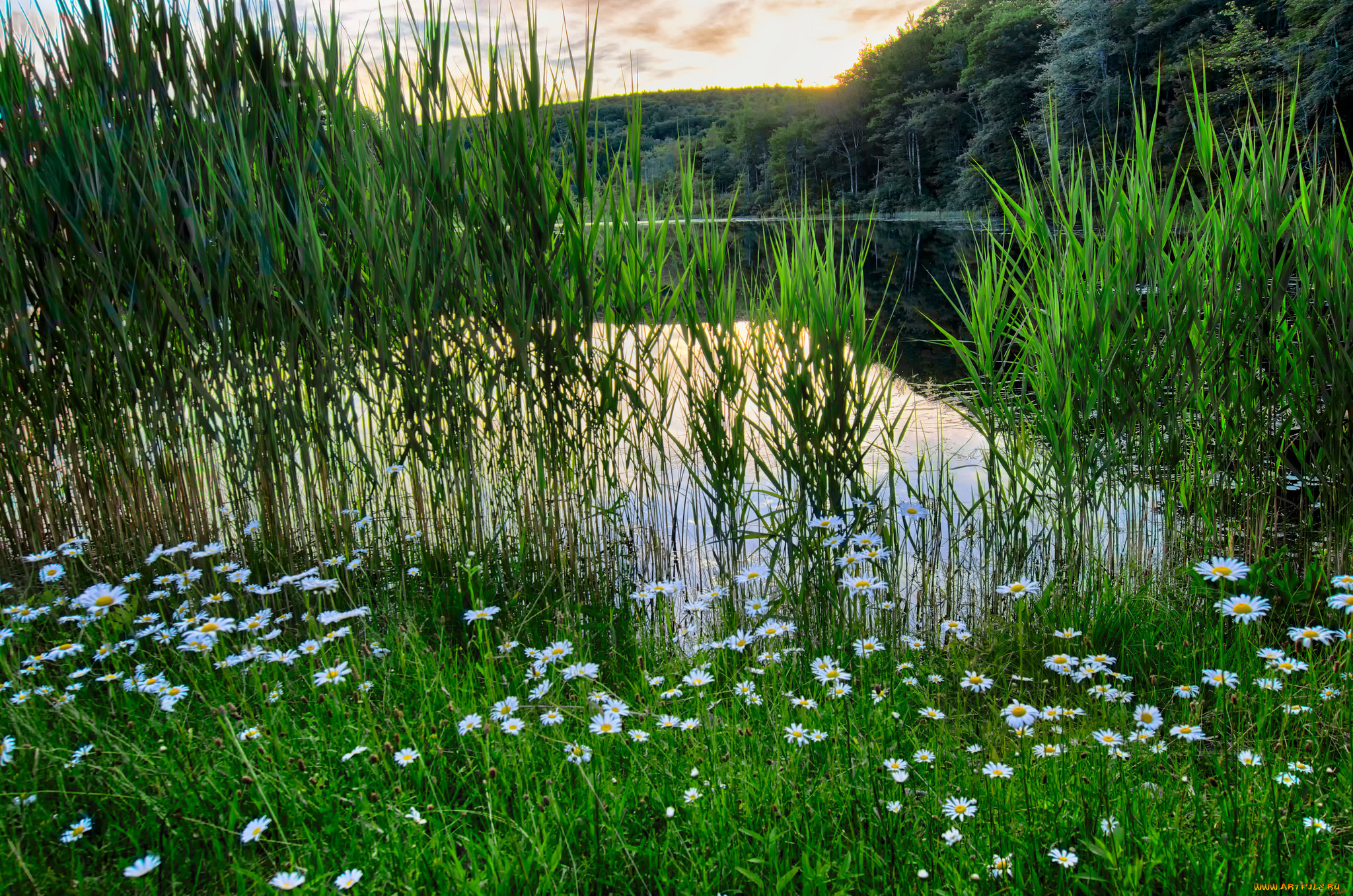 природа, реки, озера, лес, река