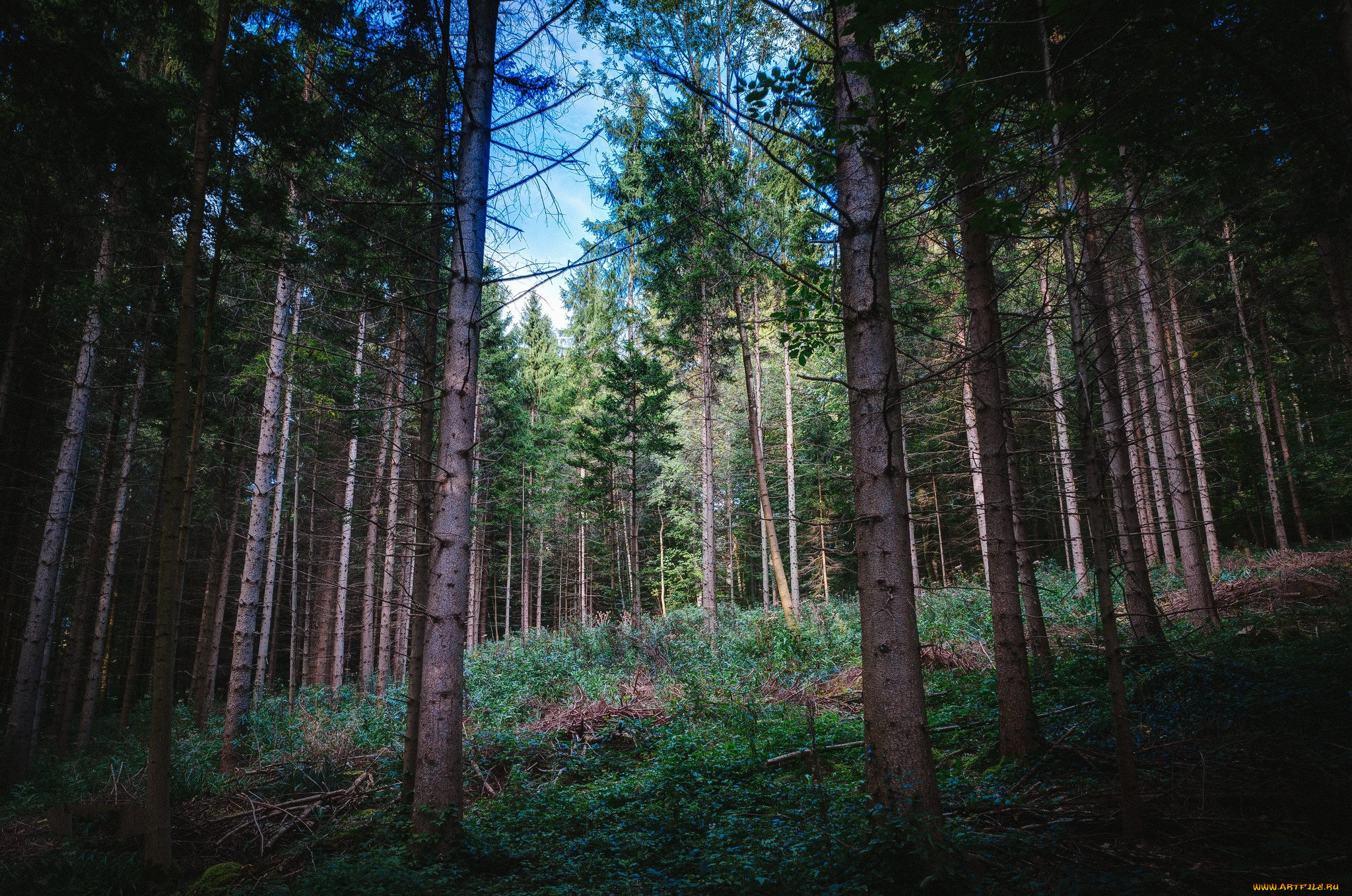 природа, лес, ельник