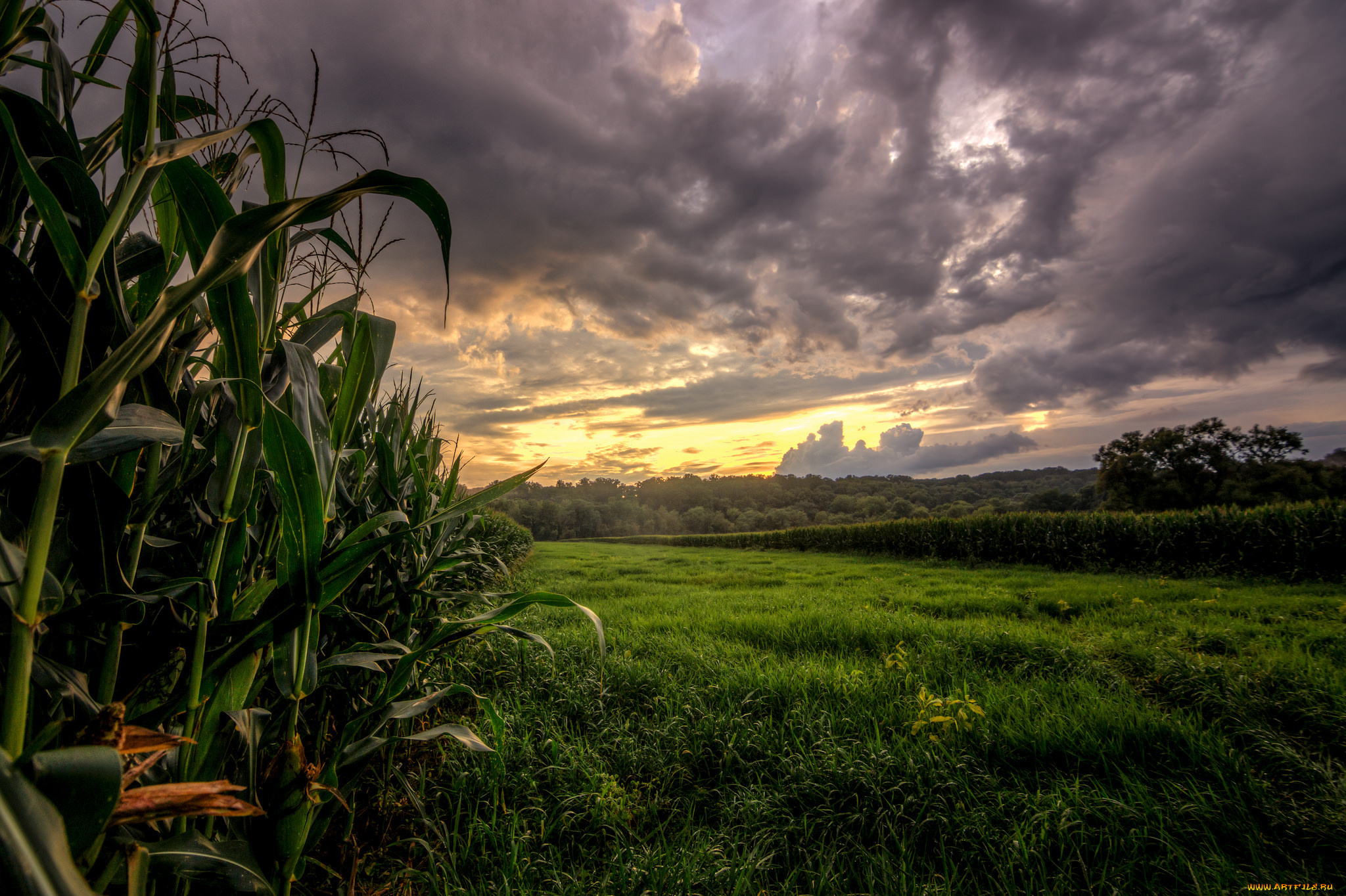 природа, восходы, закаты, тучи, поле, лес