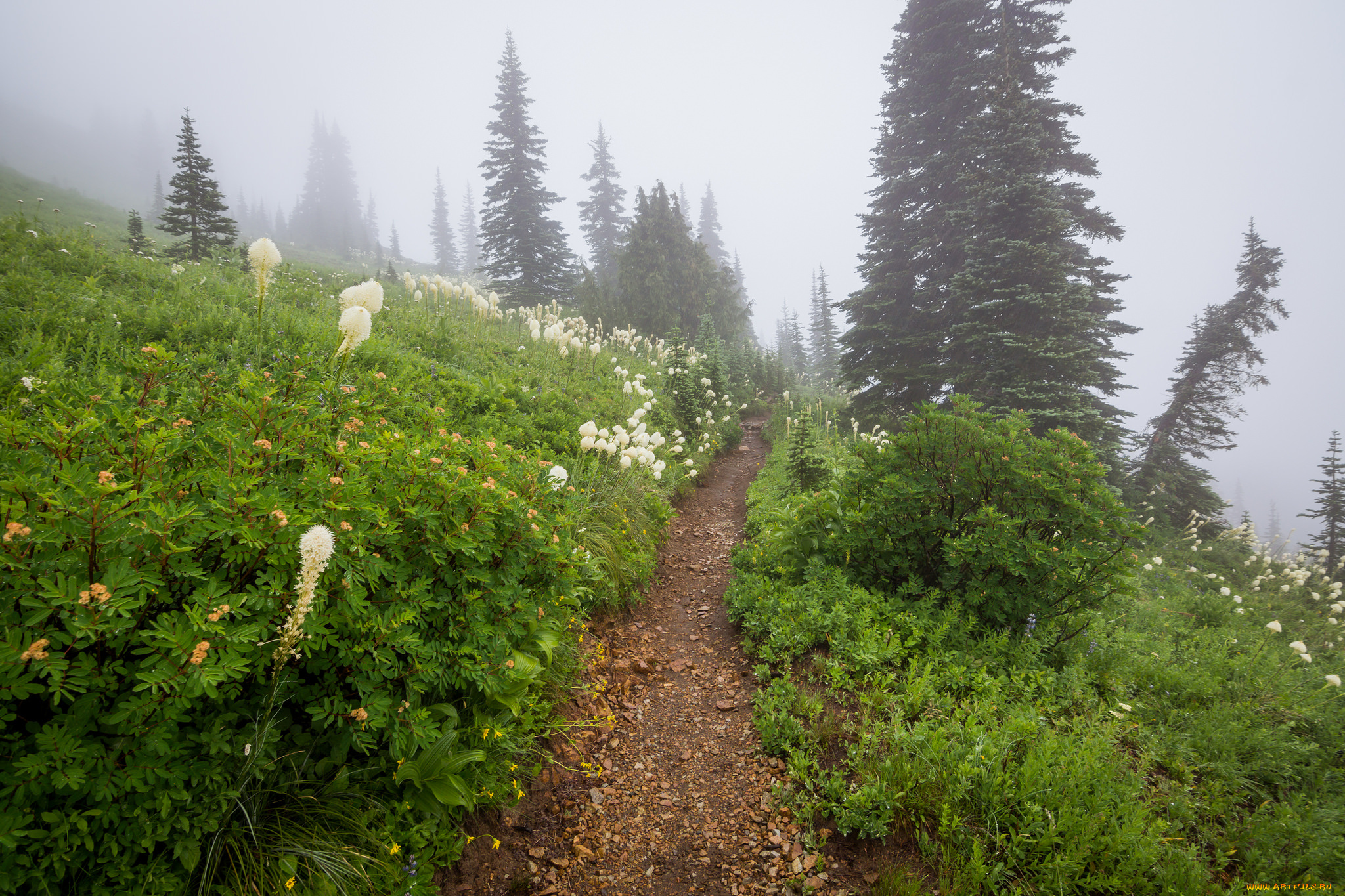 природа, дороги, тропинка, лес
