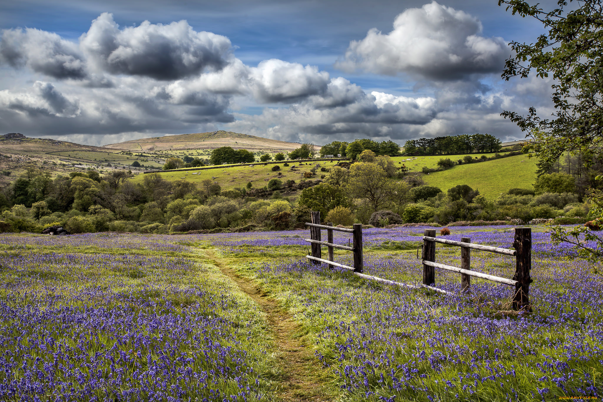 природа, дороги, тропинка, равнина, цветы