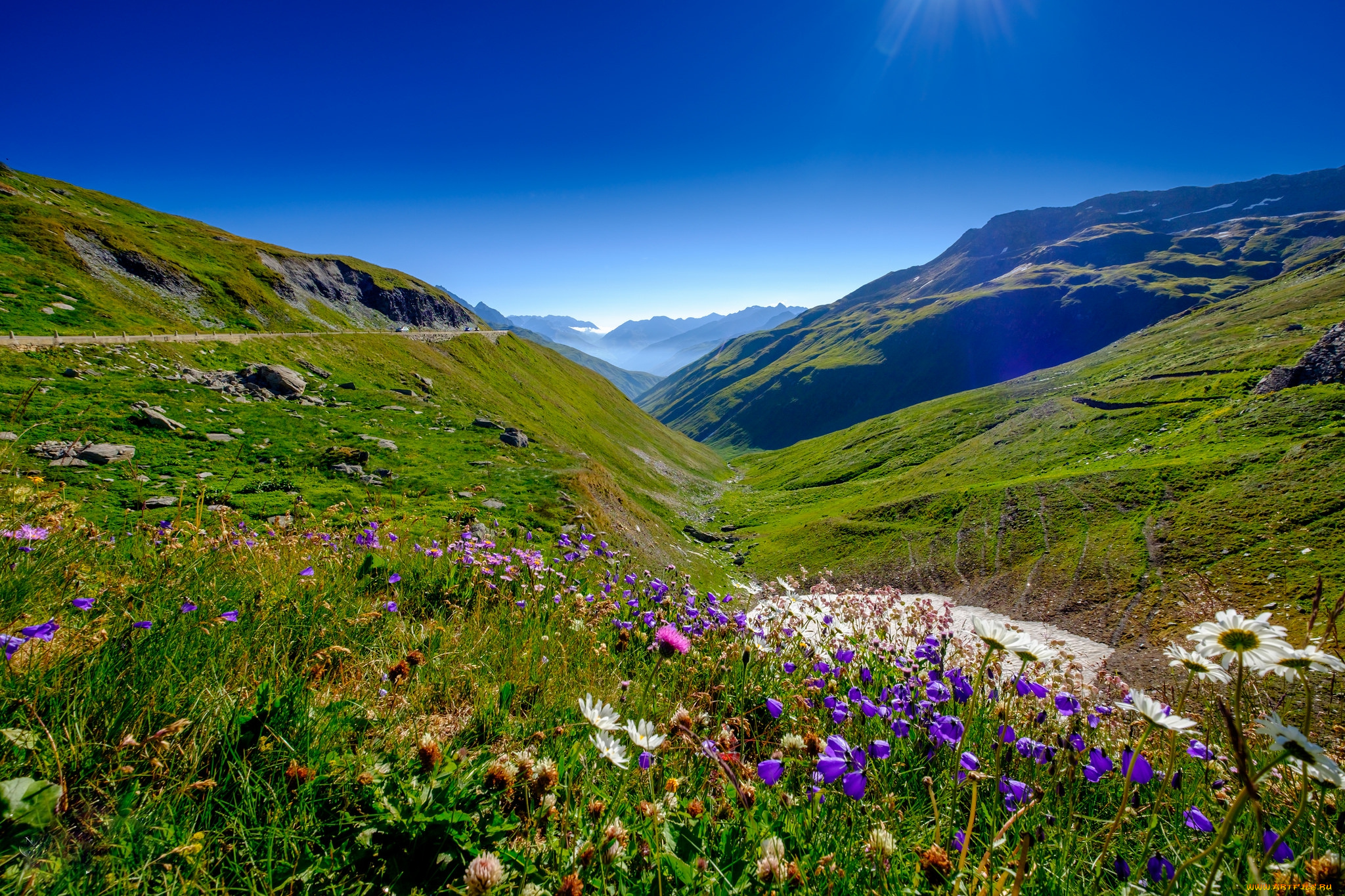 природа, луга, цветы, межгорье