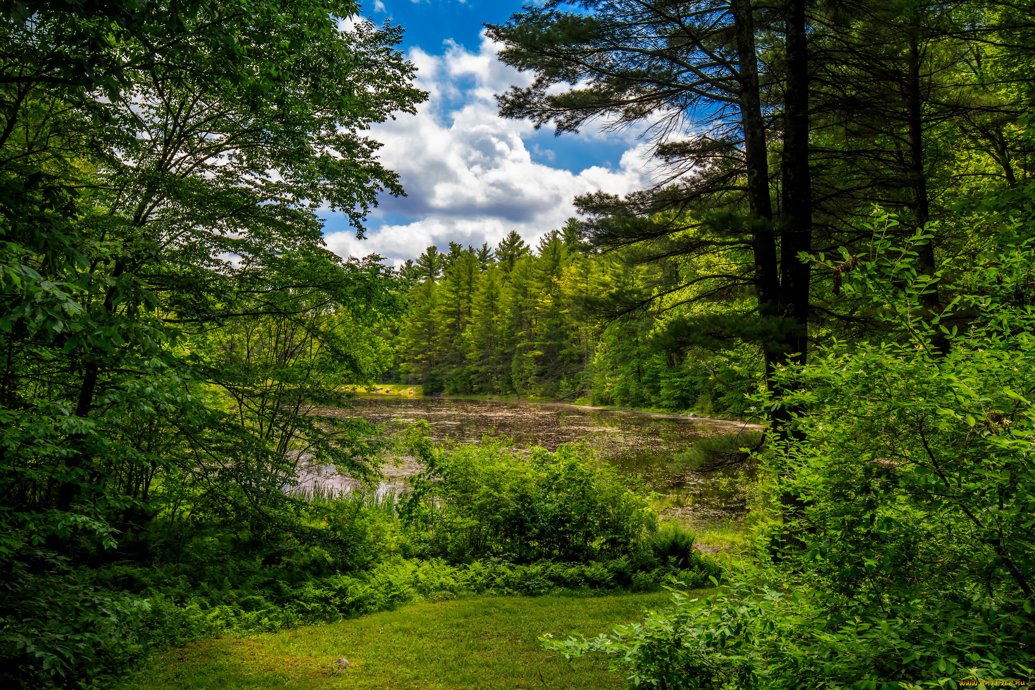 природа, реки, озера, лес, река