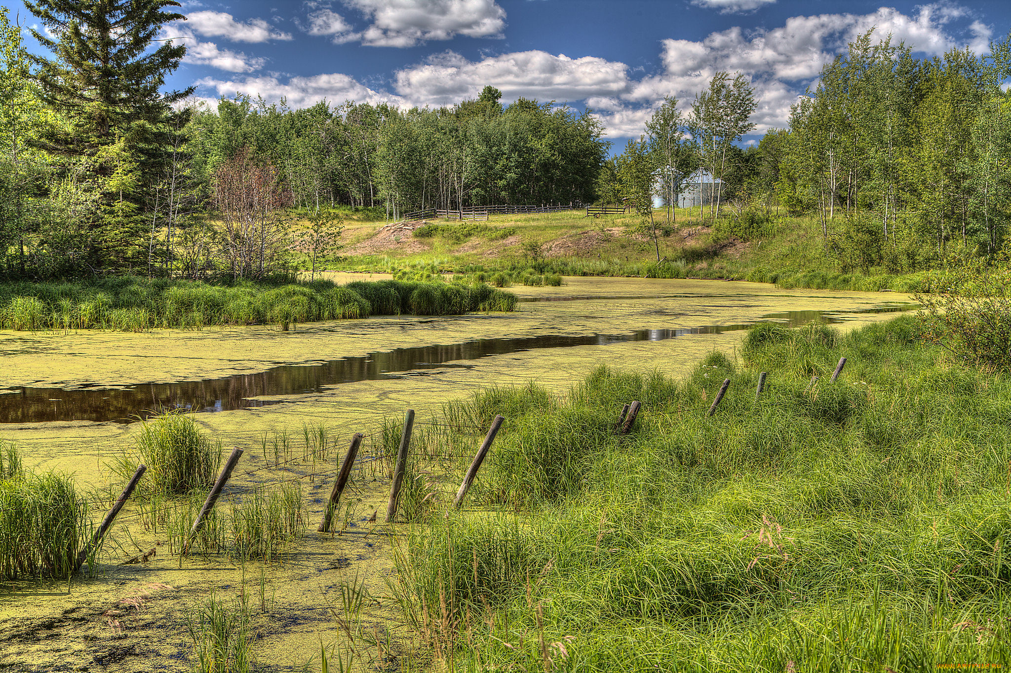 природа, реки, озера, лес, река