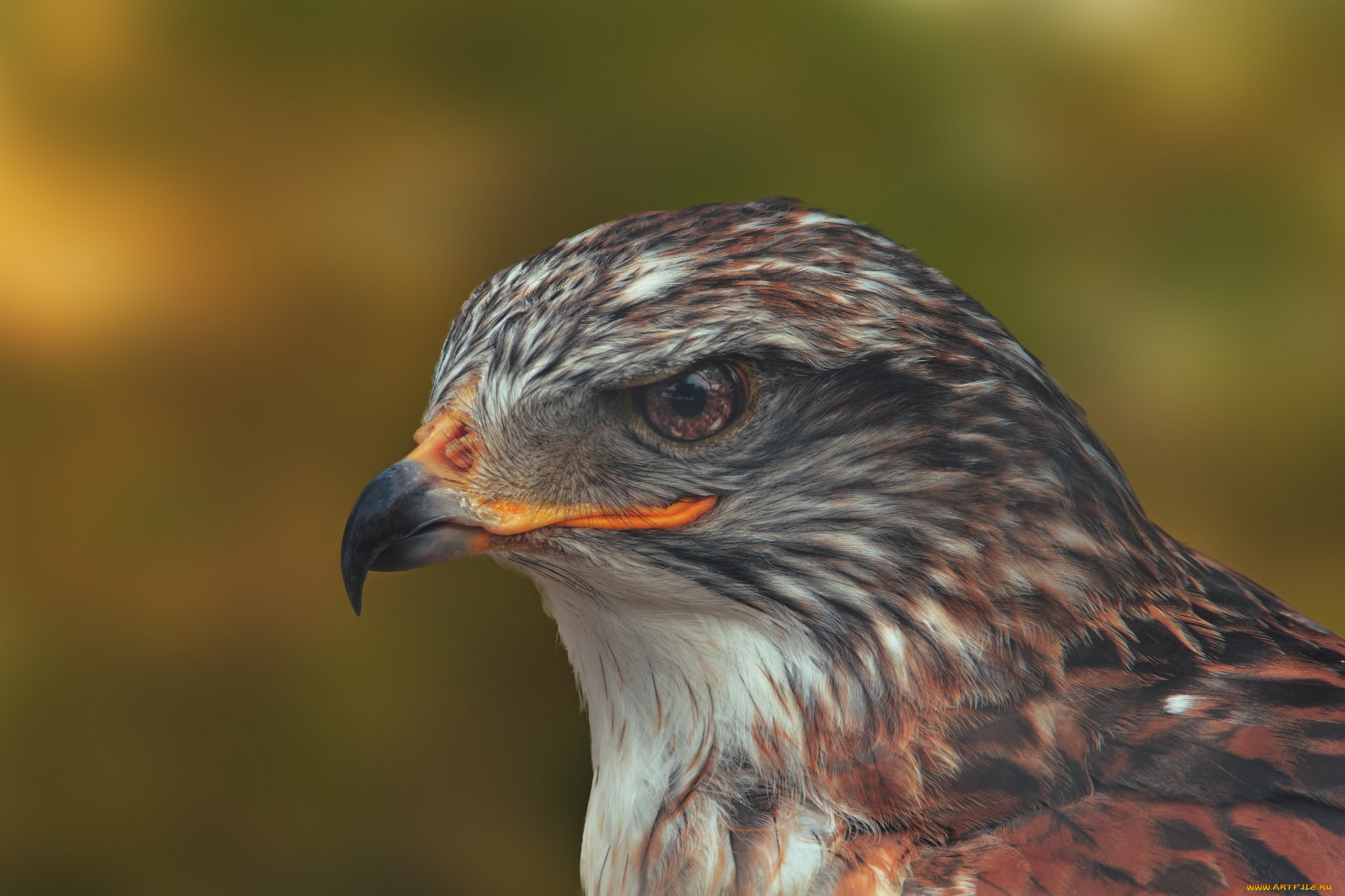 животные, птицы, -, хищники, портрет, королевский, канюк, ястреб, птица, голова, клюв